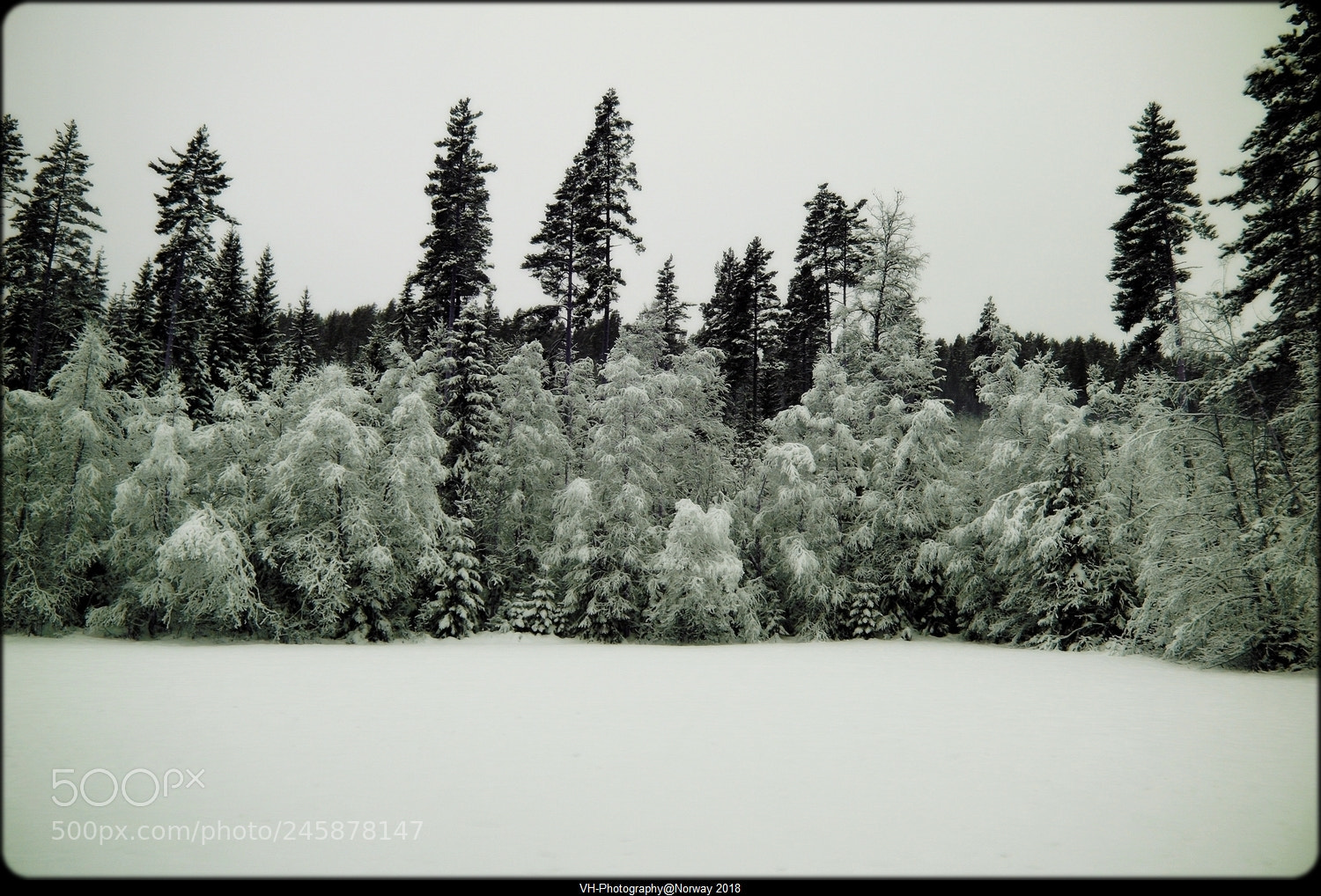 Canon EOS 40D sample photo. Winter day no 10. photography