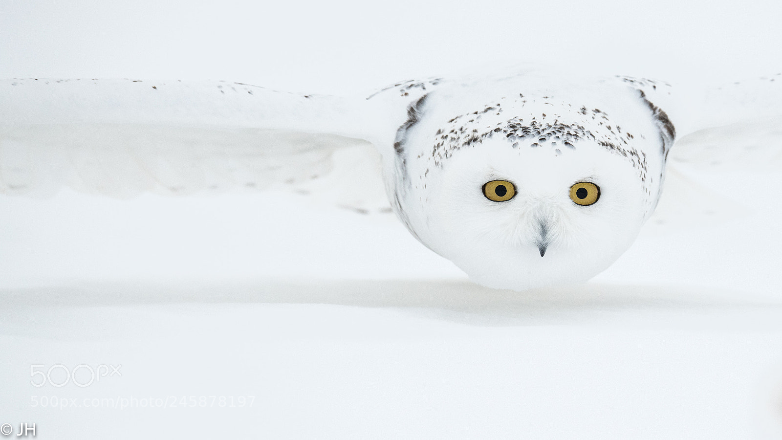 Nikon D850 sample photo. Snowy owl photography