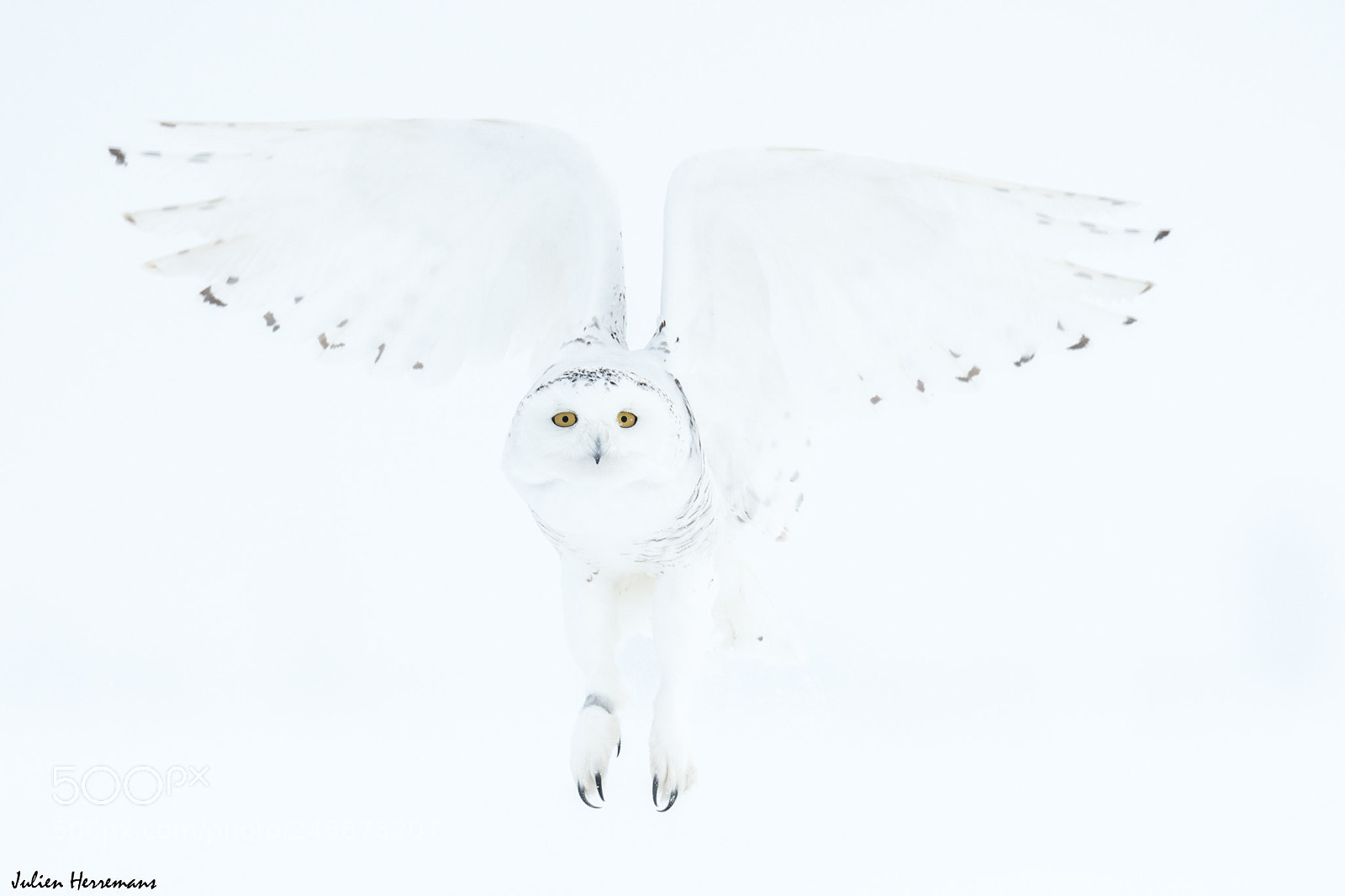 Nikon D500 sample photo. Snowy owl photography