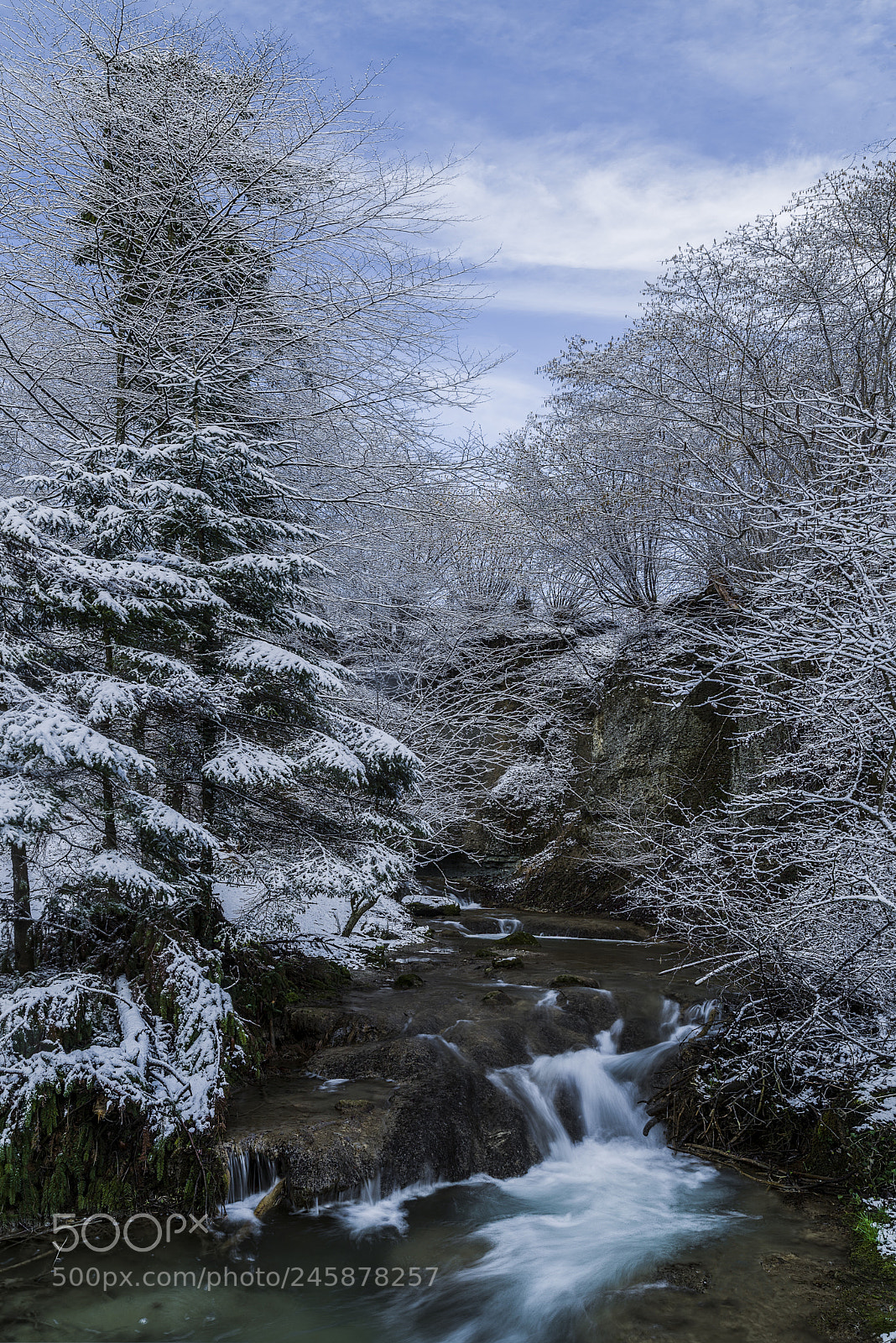 Nikon D810 sample photo. In the forest photography