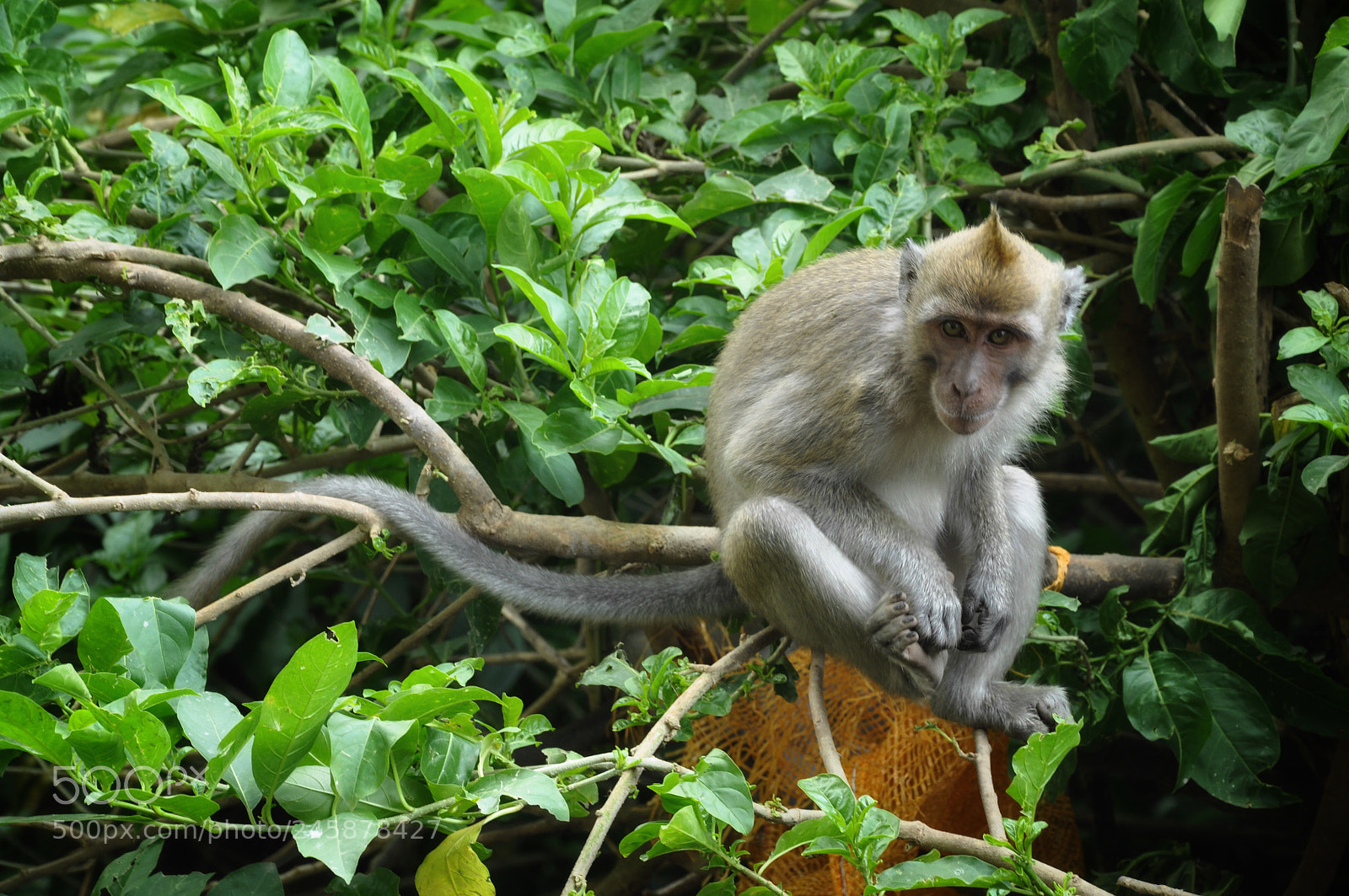 Nikon D90 sample photo. Indonesia 2011 photography