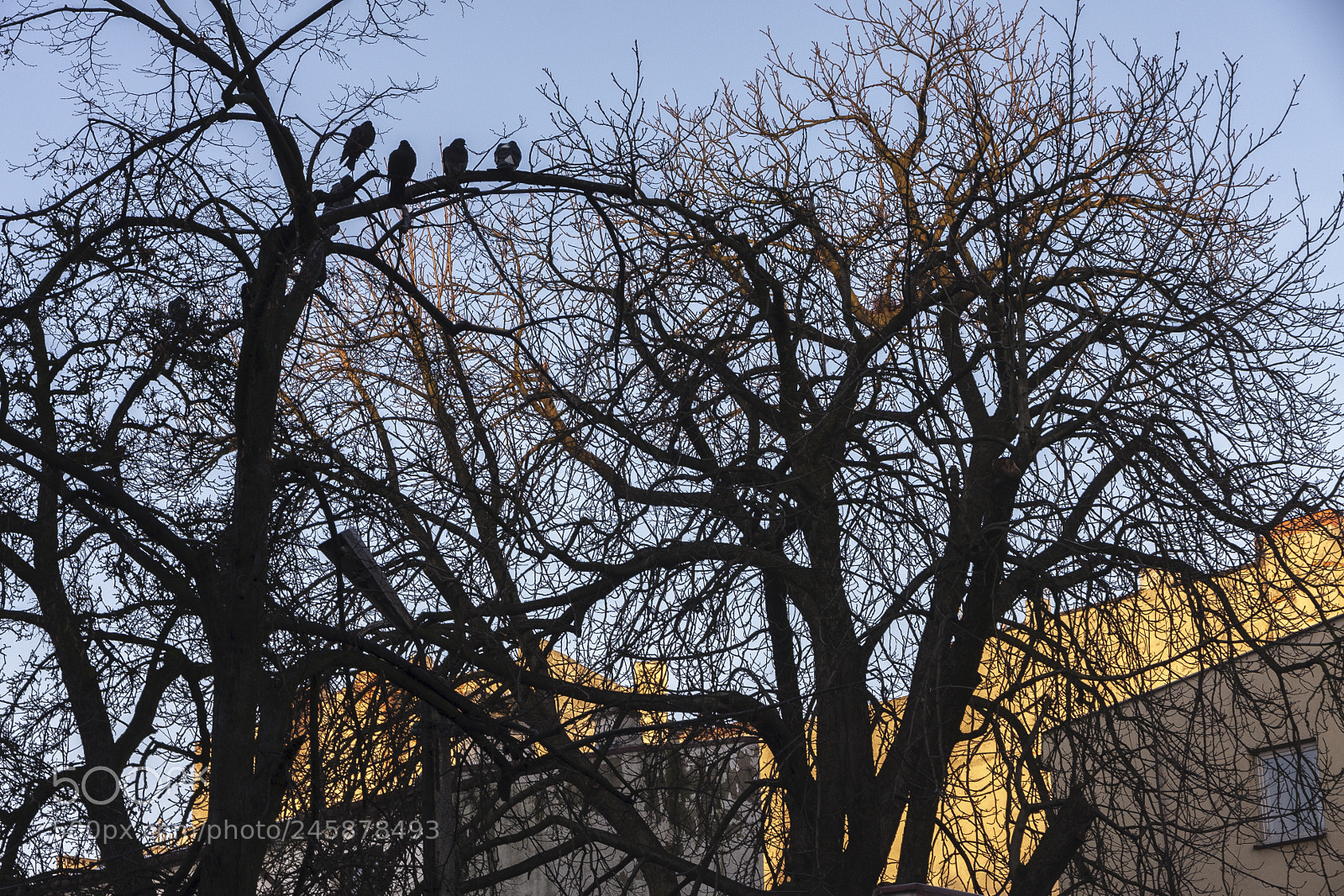 Canon EOS 40D sample photo. The urban jungle (4) photography