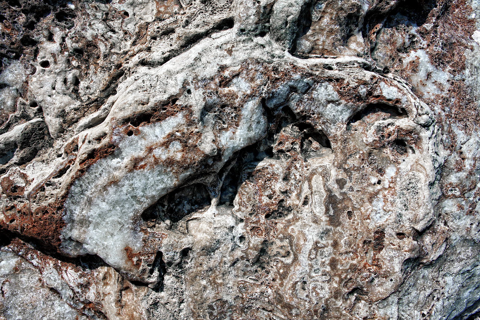 Canon EOS 40D sample photo. The beast photography
