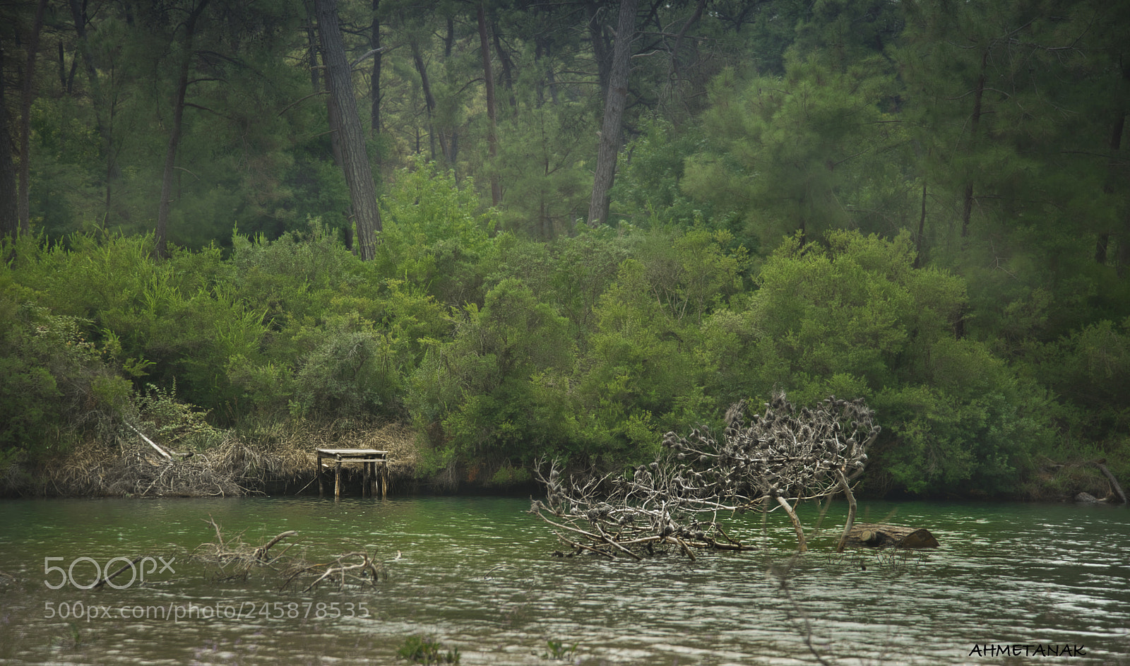 Nikon D800 sample photo. All green photography