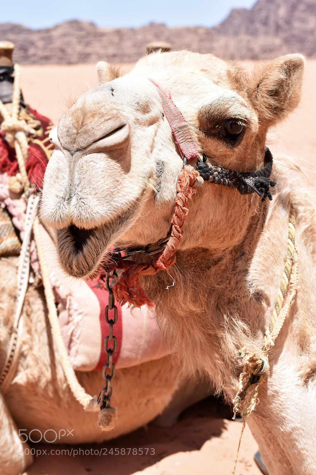 Nikon D5500 sample photo. Camels in jordan photography