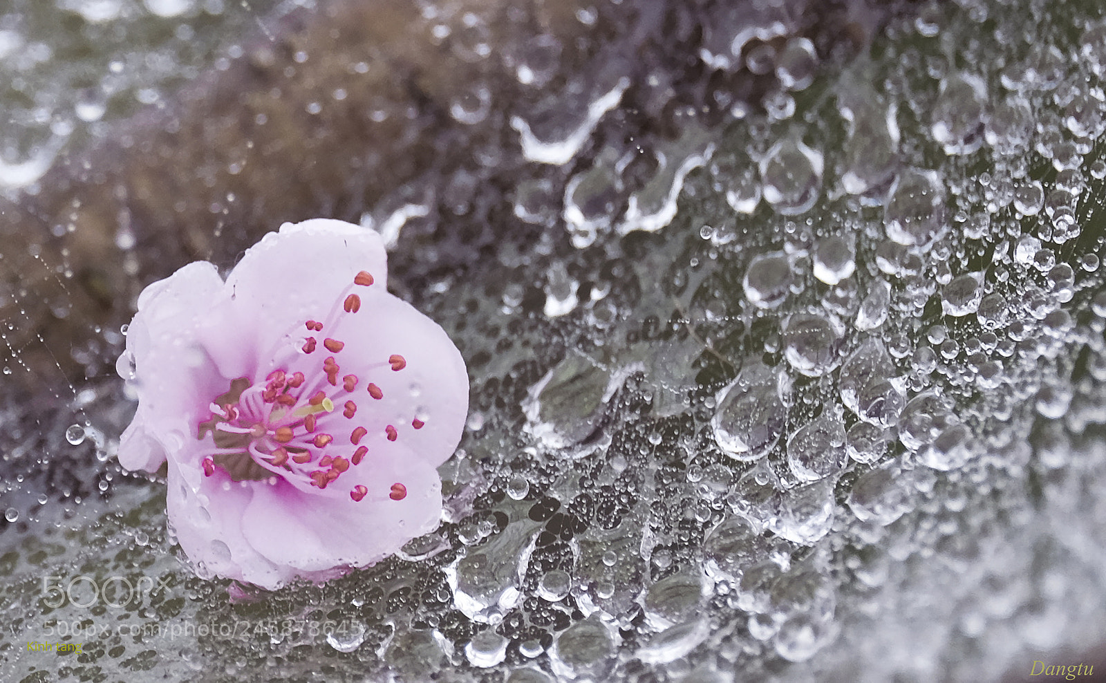 Fujifilm X-T1 sample photo. Cinderella spring photography