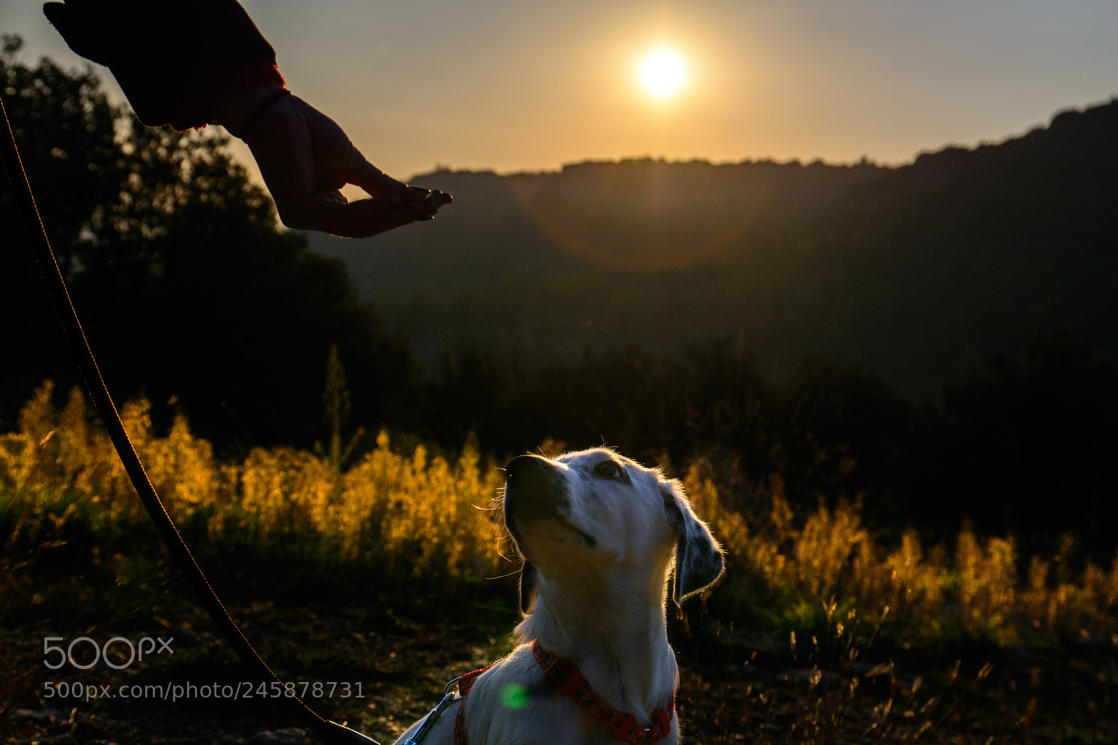 Nikon D7100 sample photo. Little friend photography