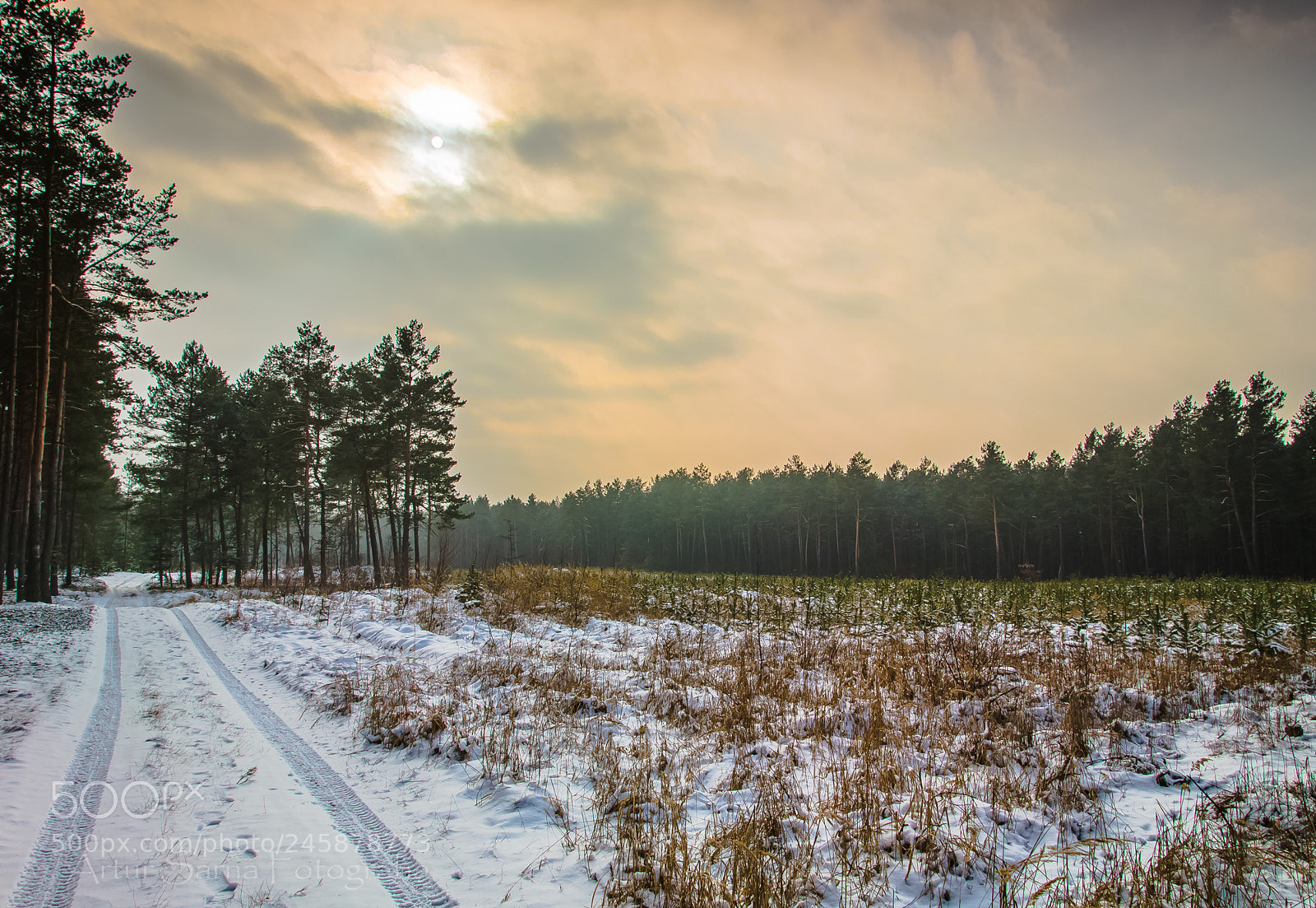 Nikon D5100 sample photo. Forest clearing. photography