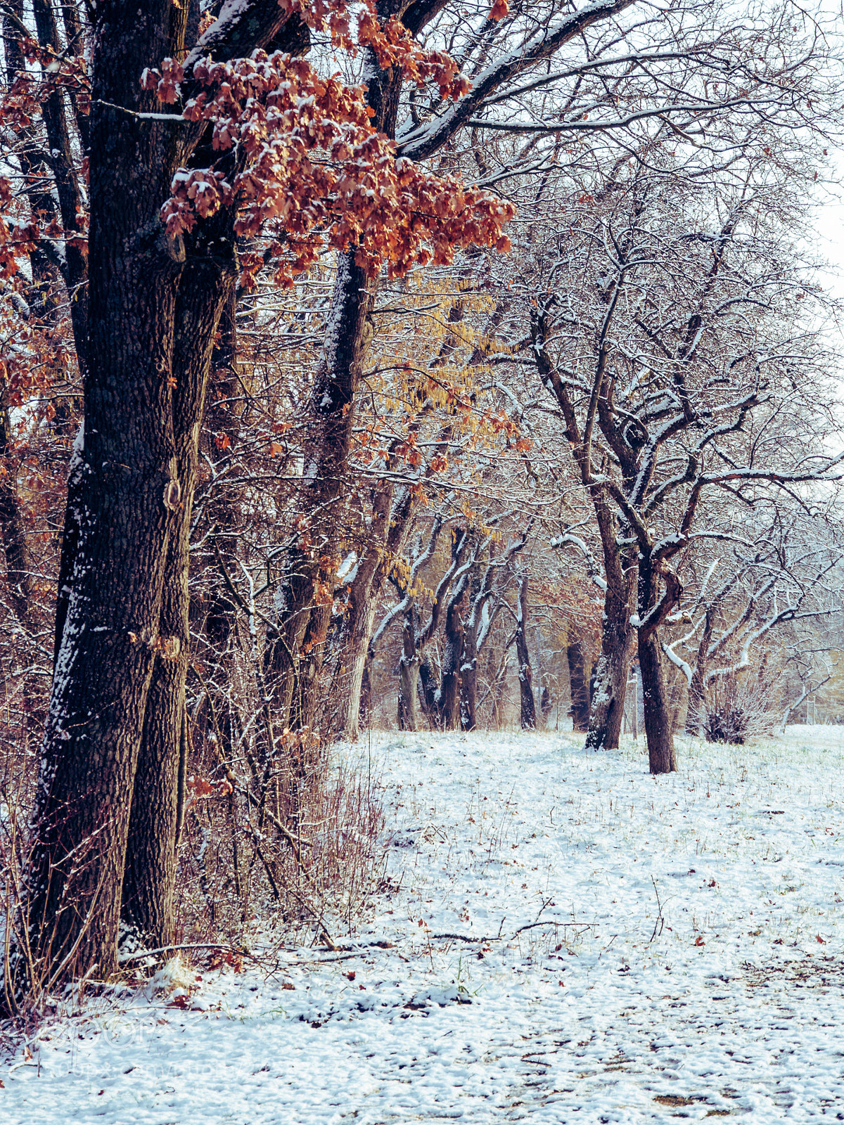 Panasonic Lumix DMC-GH4 sample photo. Some colours in winter photography
