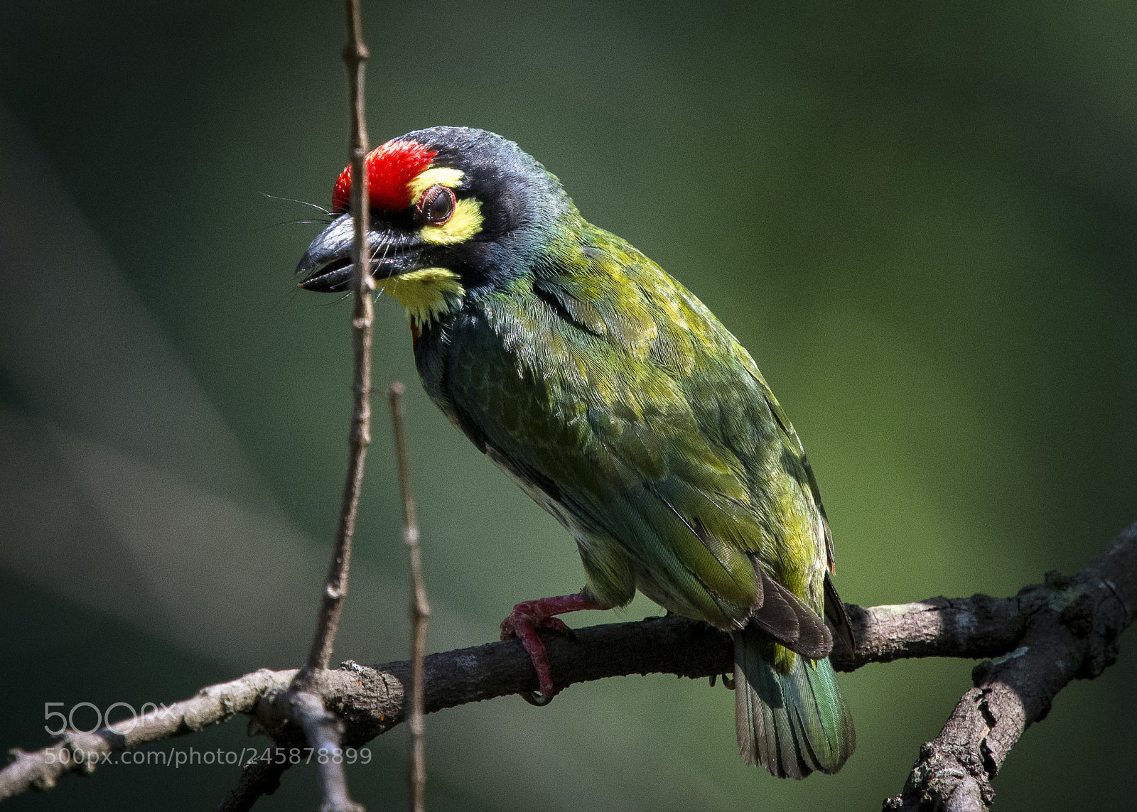 Nikon D7200 sample photo. Red-throated barbet photography