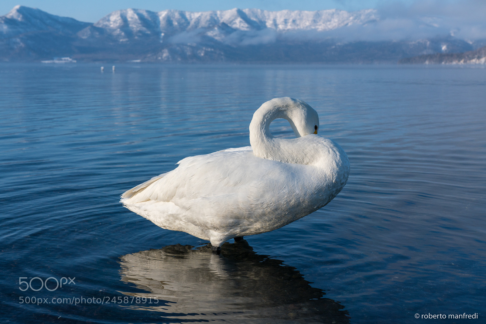 Sony a7R II sample photo. The swan in the photography