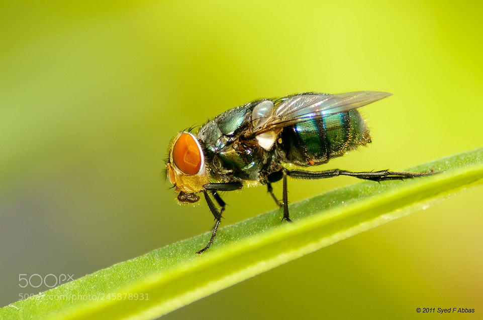 Nikon D300 sample photo. Green bottle fly photography