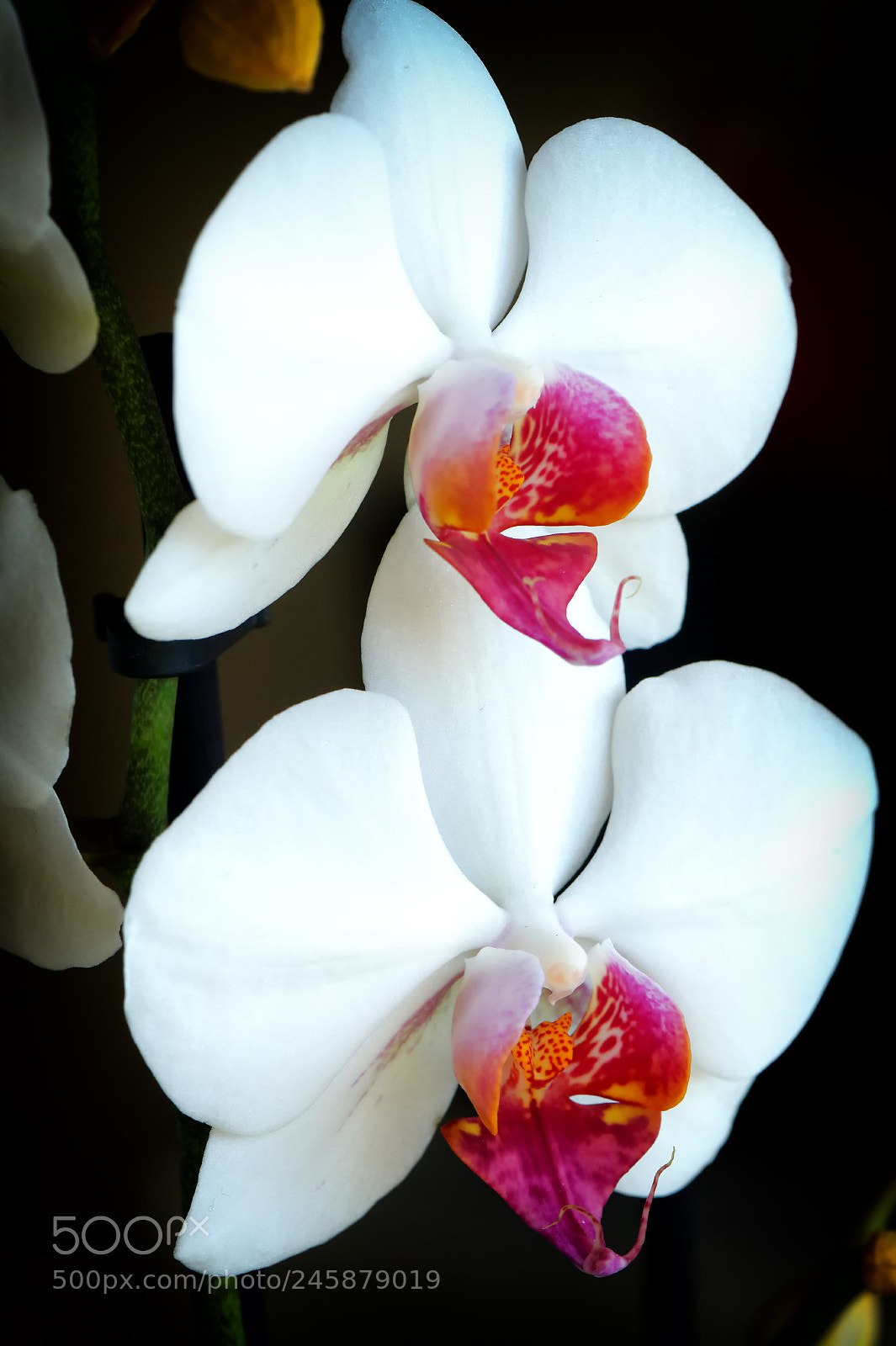 Nikon D4 sample photo. Linda photography