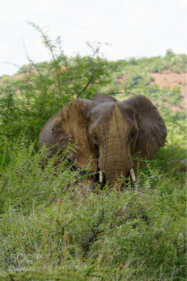 Sony SLT-A77 sample photo. Mighty tusker photography