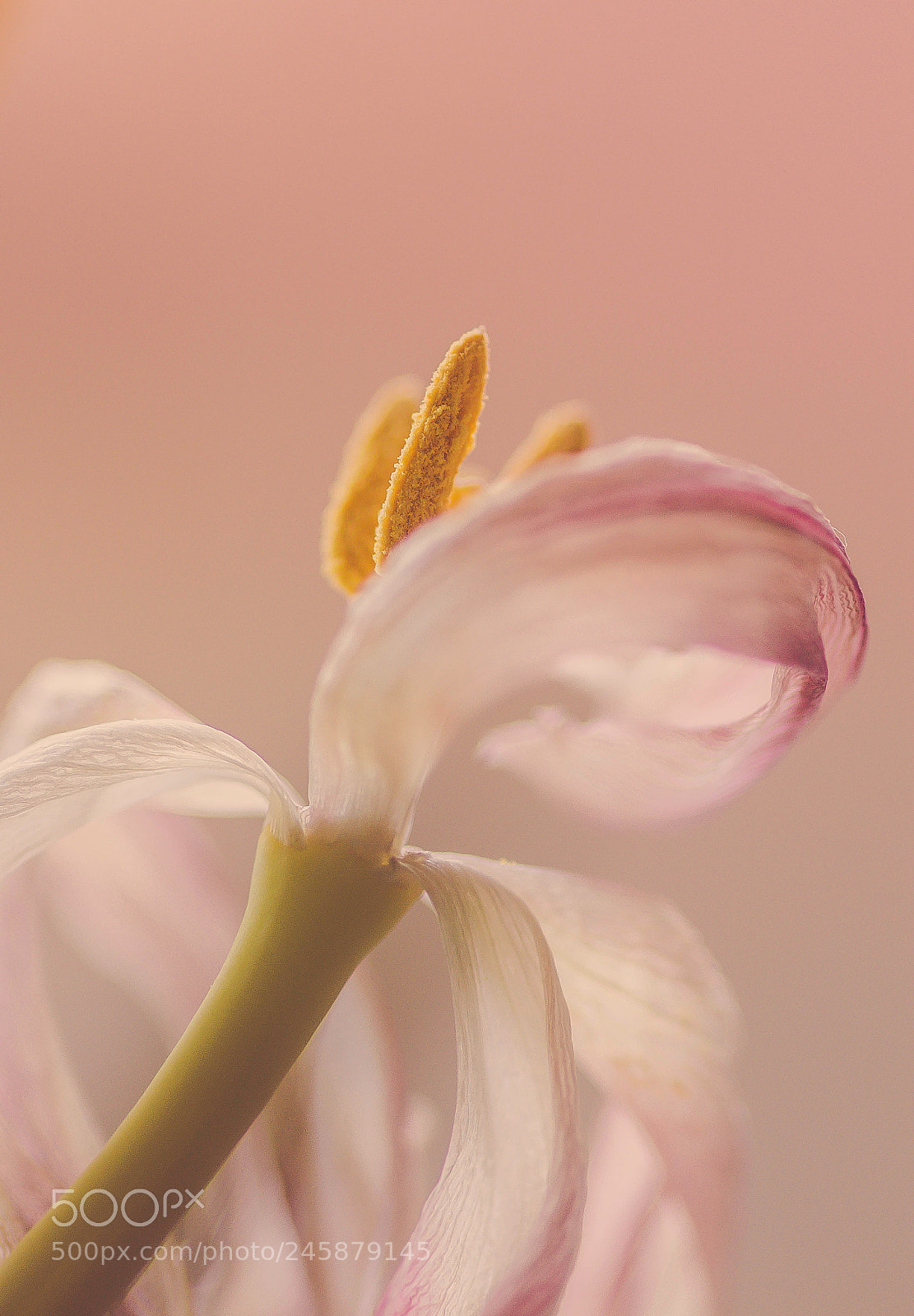 Canon EOS 650D (EOS Rebel T4i / EOS Kiss X6i) sample photo. Withered tulip photography