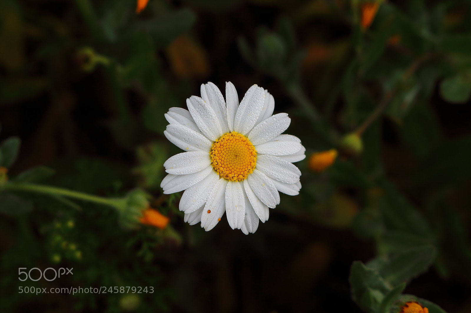 Canon EOS 700D (EOS Rebel T5i / EOS Kiss X7i) sample photo. Daisy photography