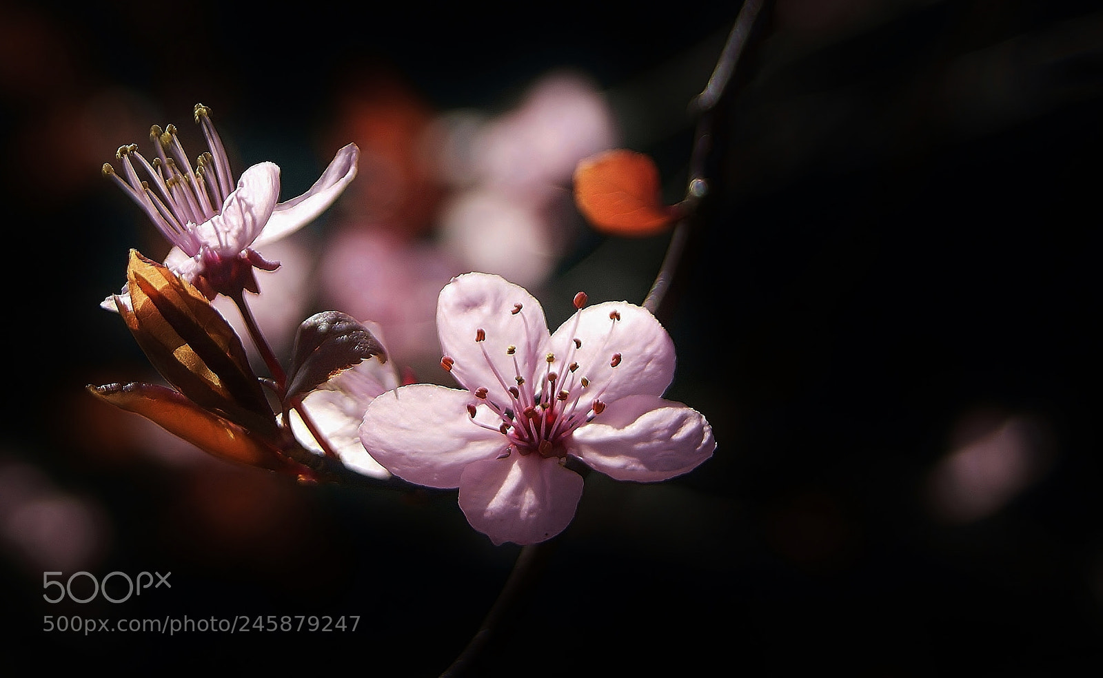 Sony Alpha DSLR-A380 sample photo. Hold this moment ...(56) photography