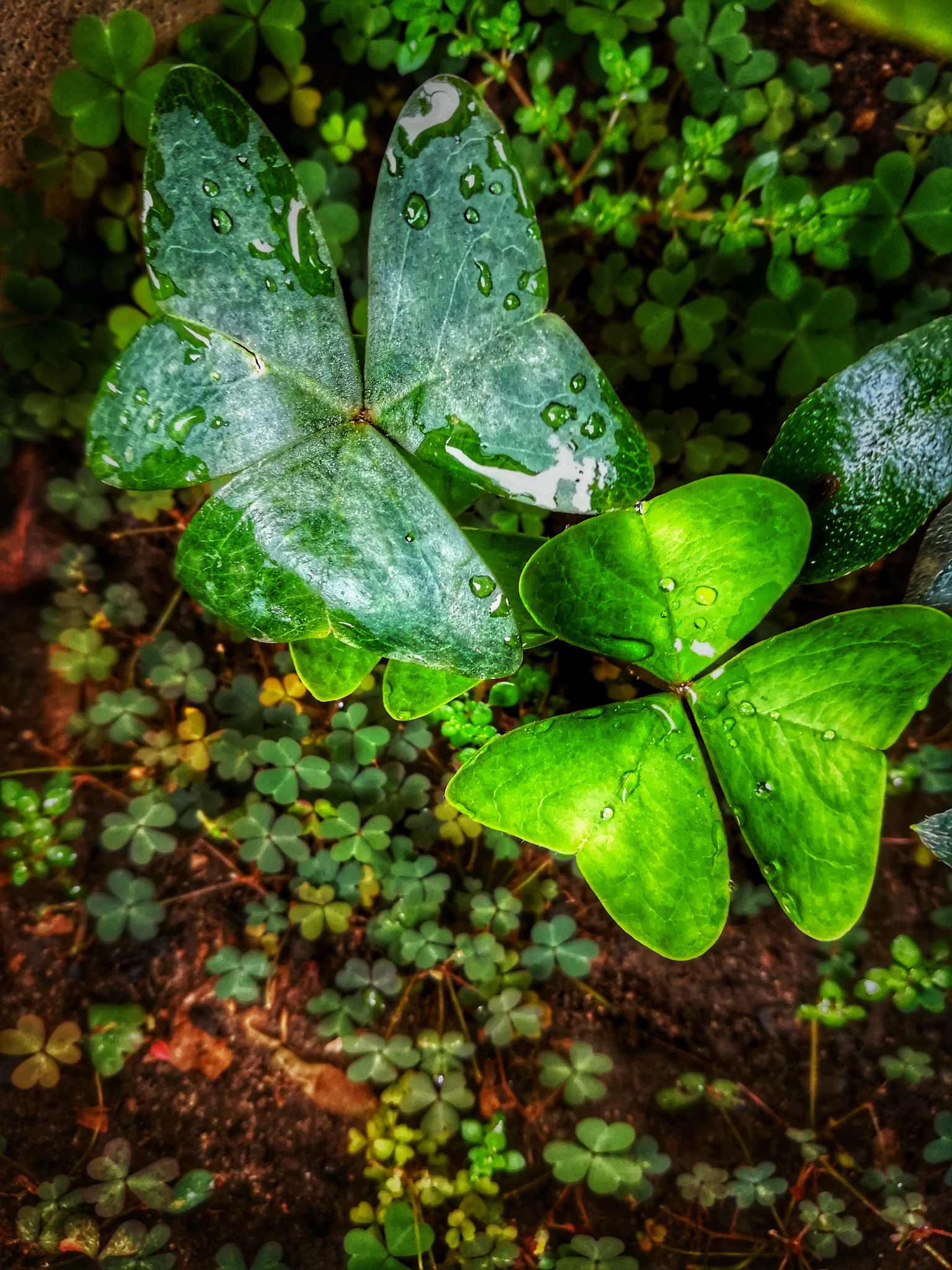 HUAWEI MATE 9 LITE sample photo. Tréboles photography