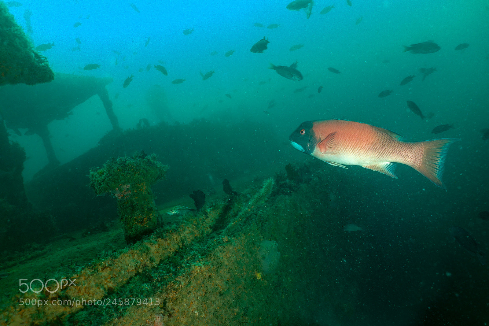 Sony Cyber-shot DSC-RX100 sample photo. San diego wreck diving photography
