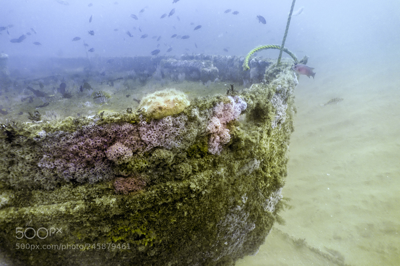 Sony Cyber-shot DSC-RX100 sample photo. San diego wreck diving photography