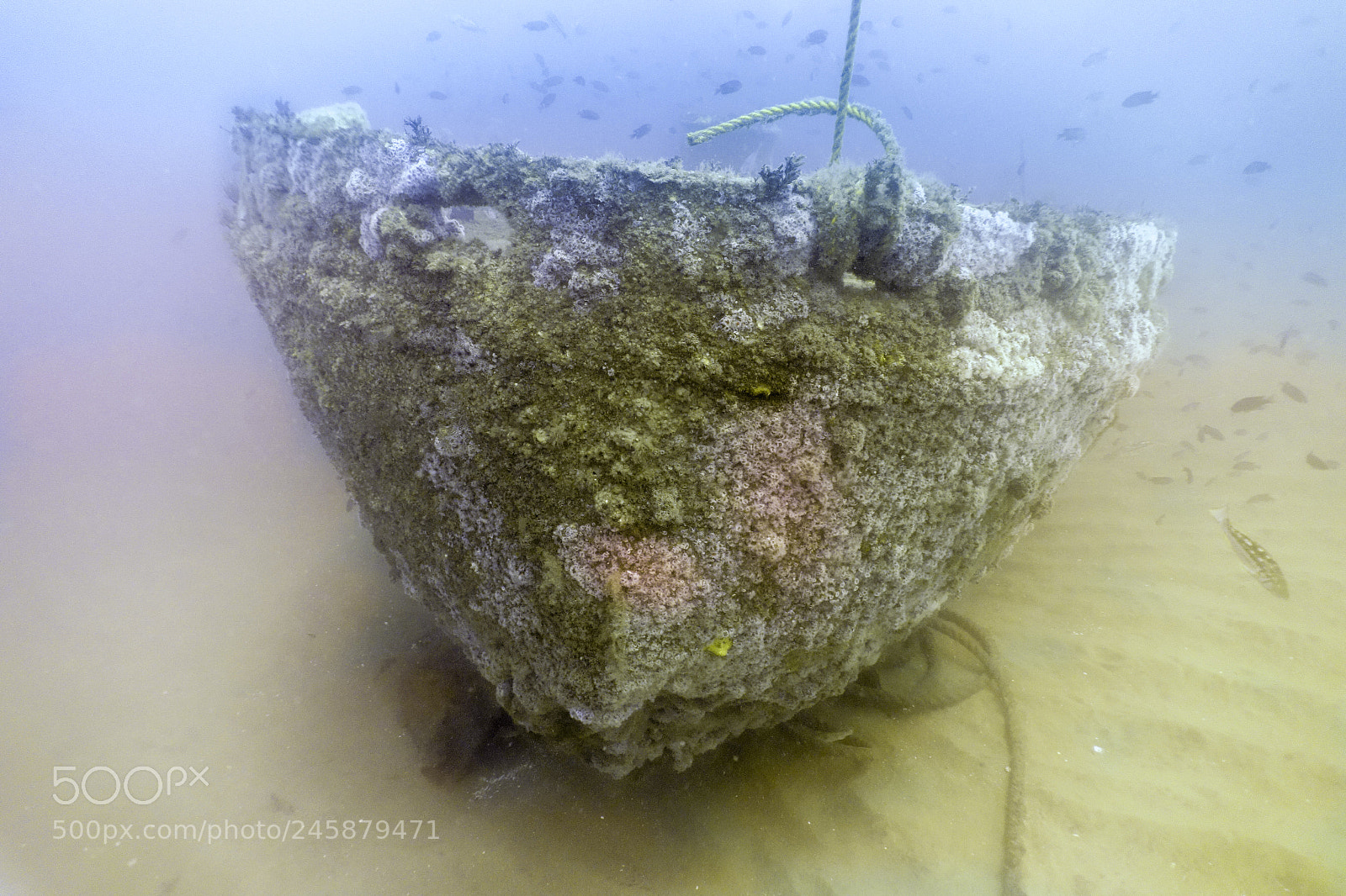Sony Cyber-shot DSC-RX100 sample photo. San diego wreck diving photography