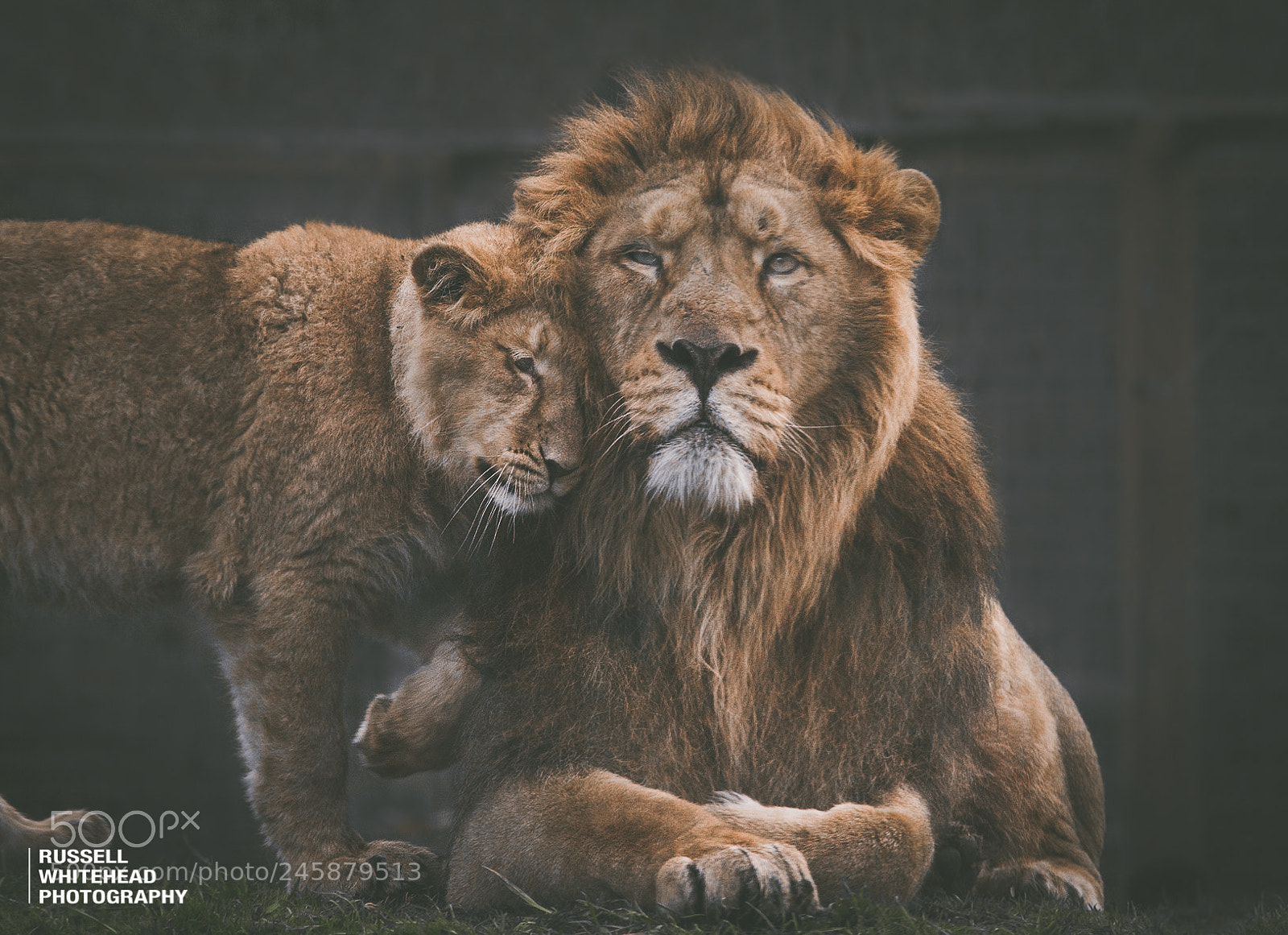 Nikon D810 sample photo. Lion and cub photography