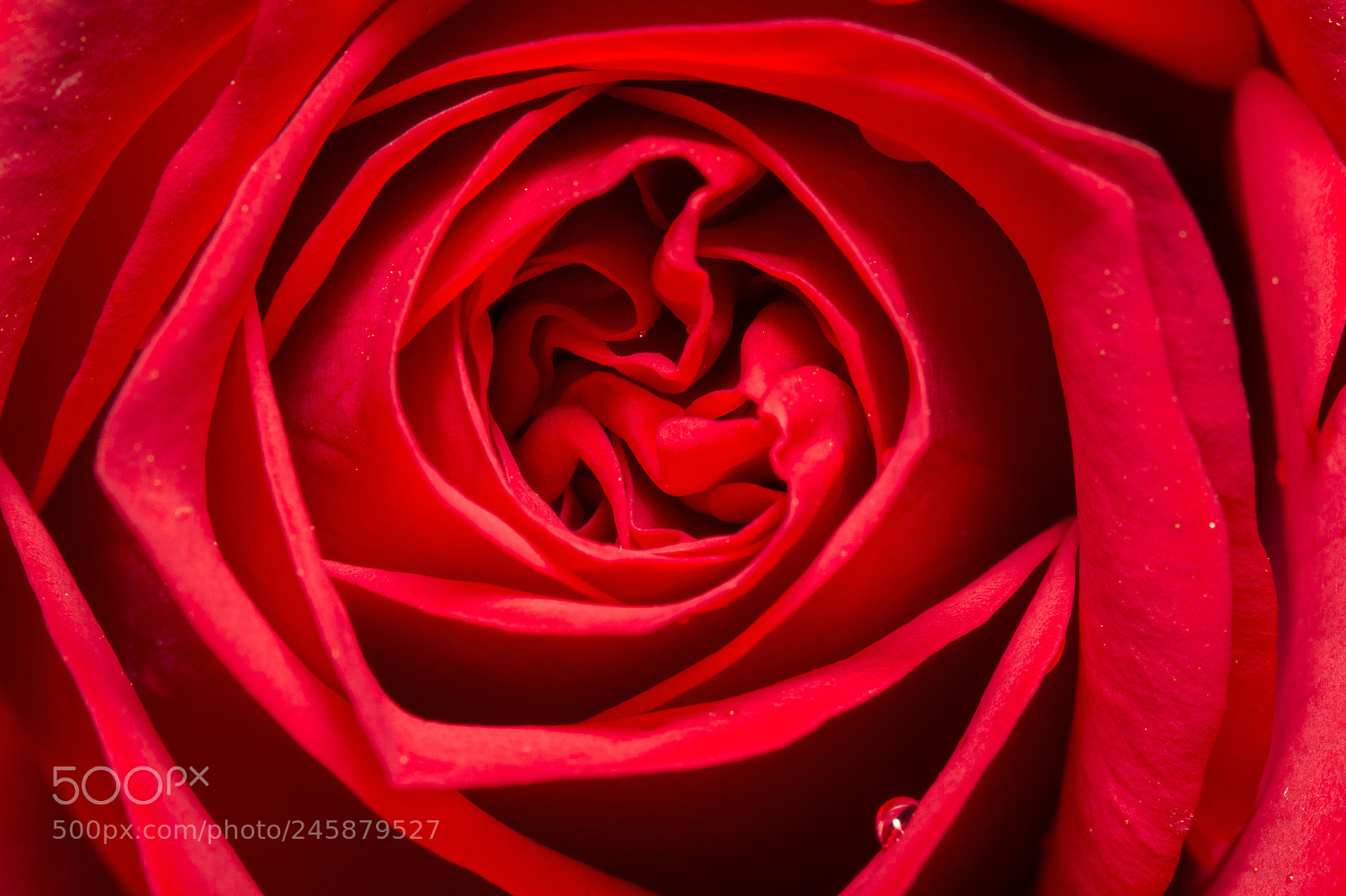 Canon EOS 7D Mark II sample photo. Rose photography