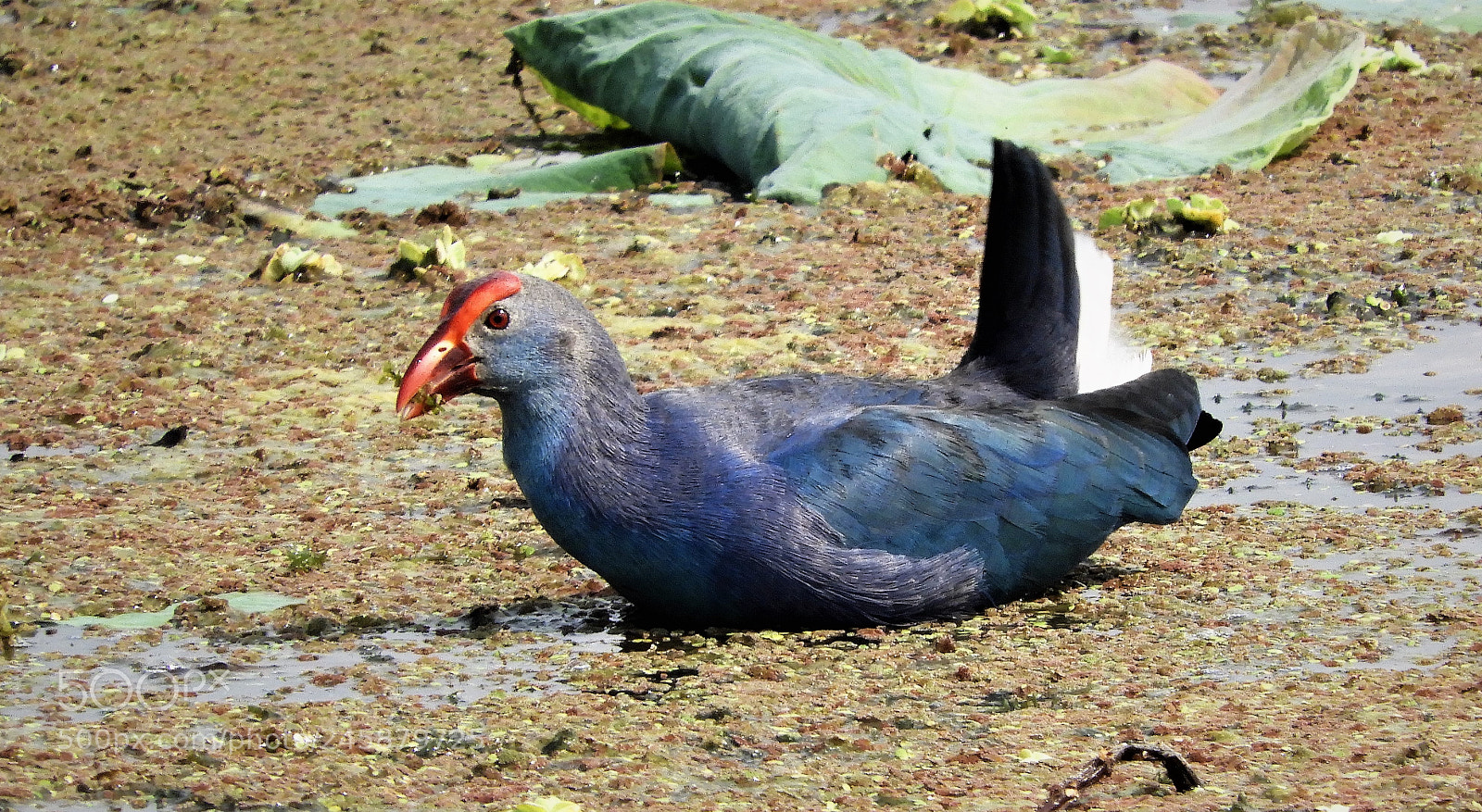 Nikon Coolpix B700 sample photo. Purple swamphen photography