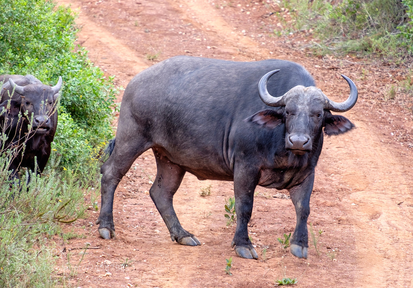 Fujifilm X-T1 sample photo. Cape buffalo. photography