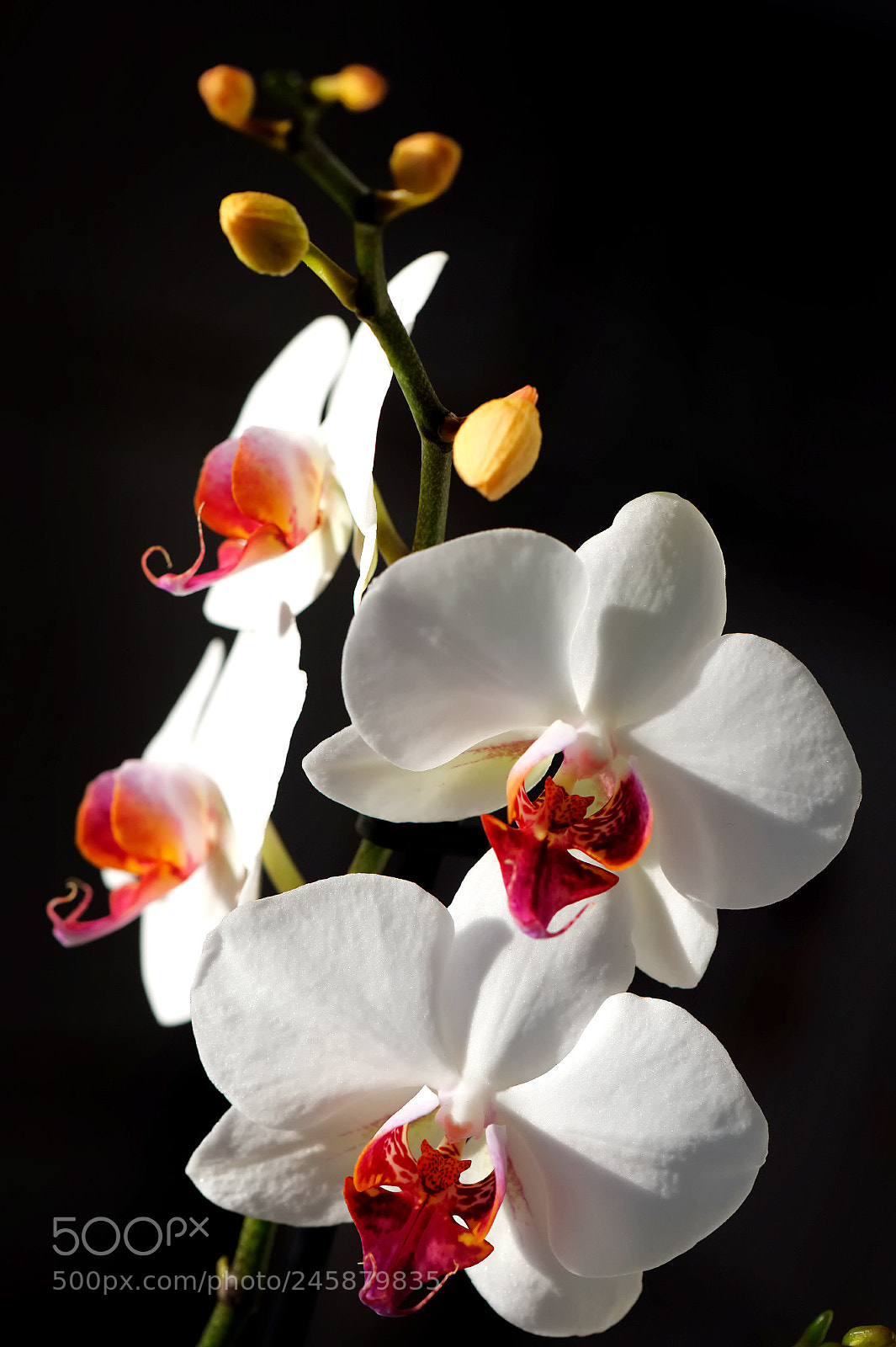 Nikon D4 sample photo. Parfum d'hiver photography