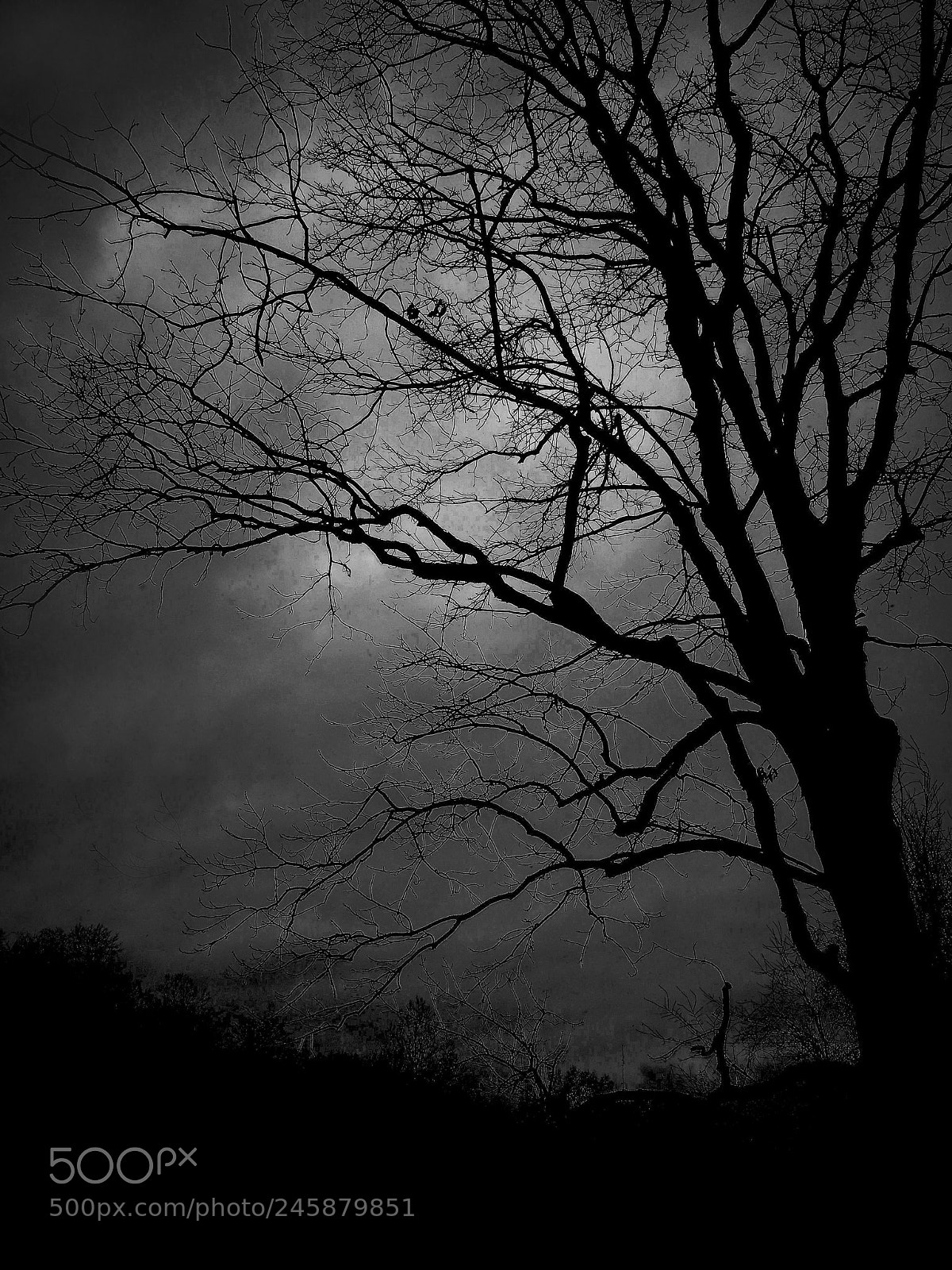 Nikon Coolpix P7700 sample photo. Ice branches photography