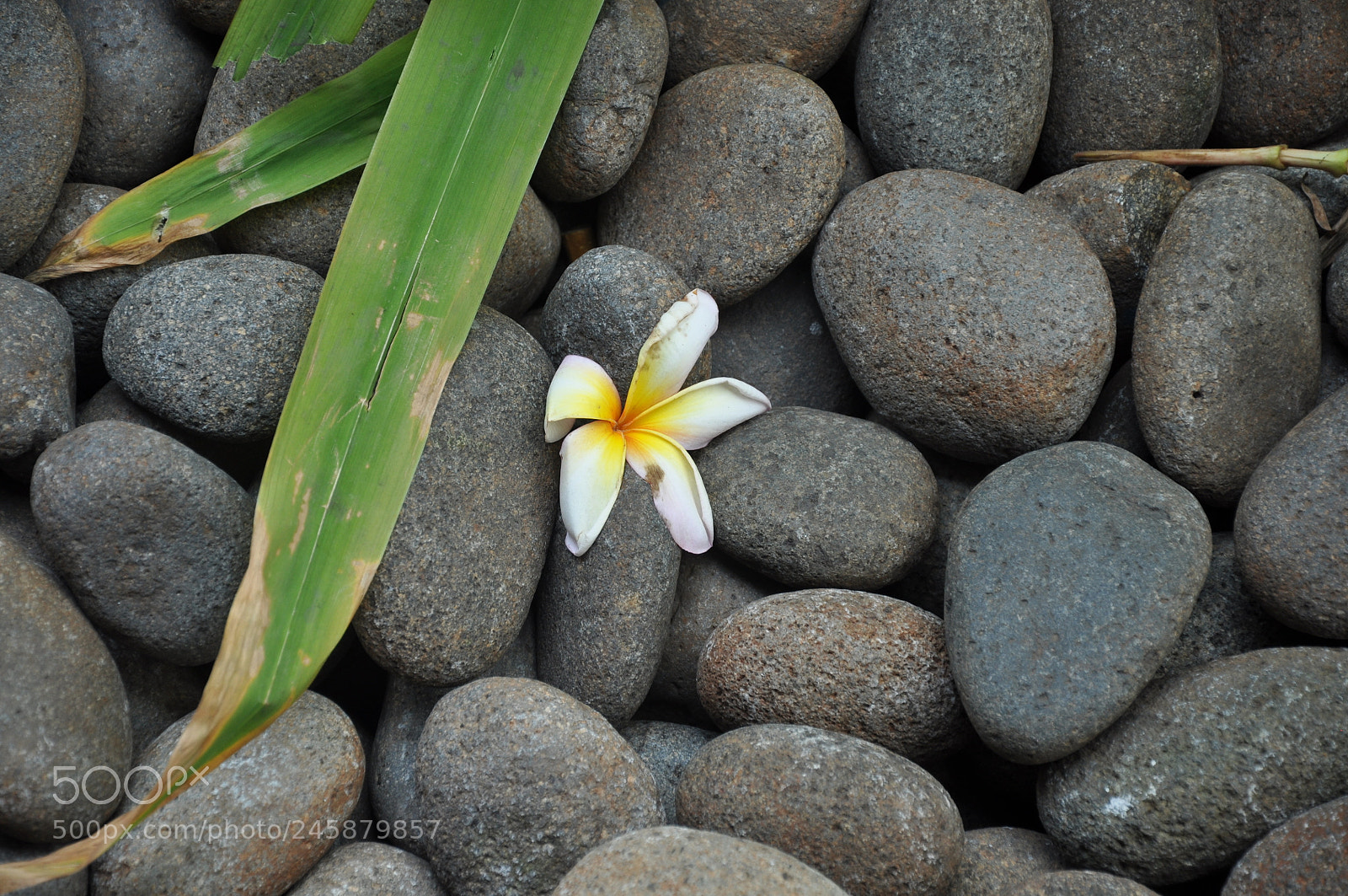 Nikon D90 sample photo. Indonesia 2011 photography