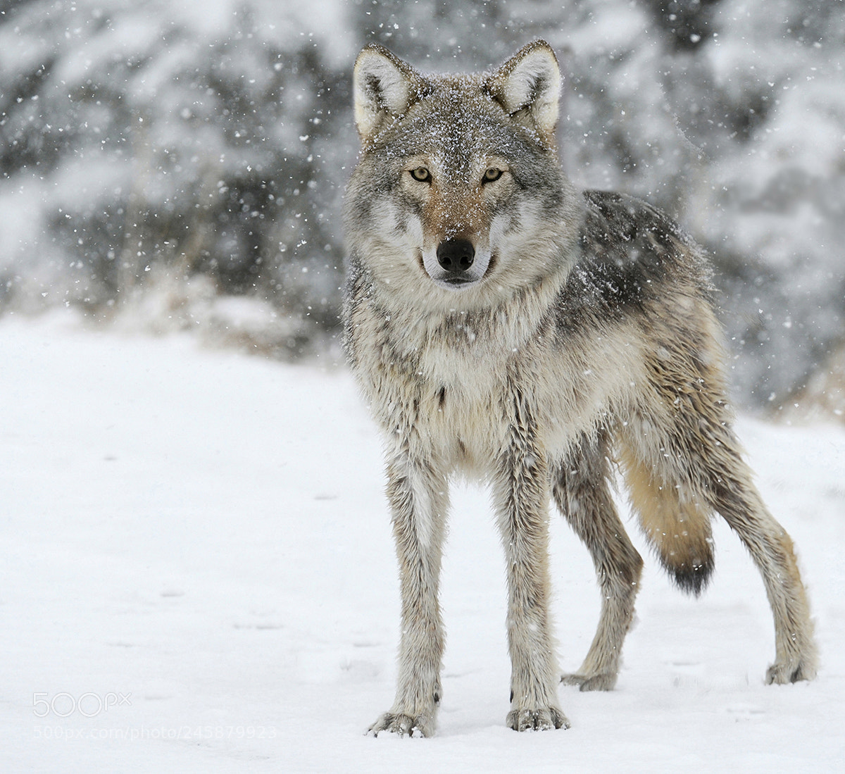 Nikon D700 sample photo. Wolf in the snow photography
