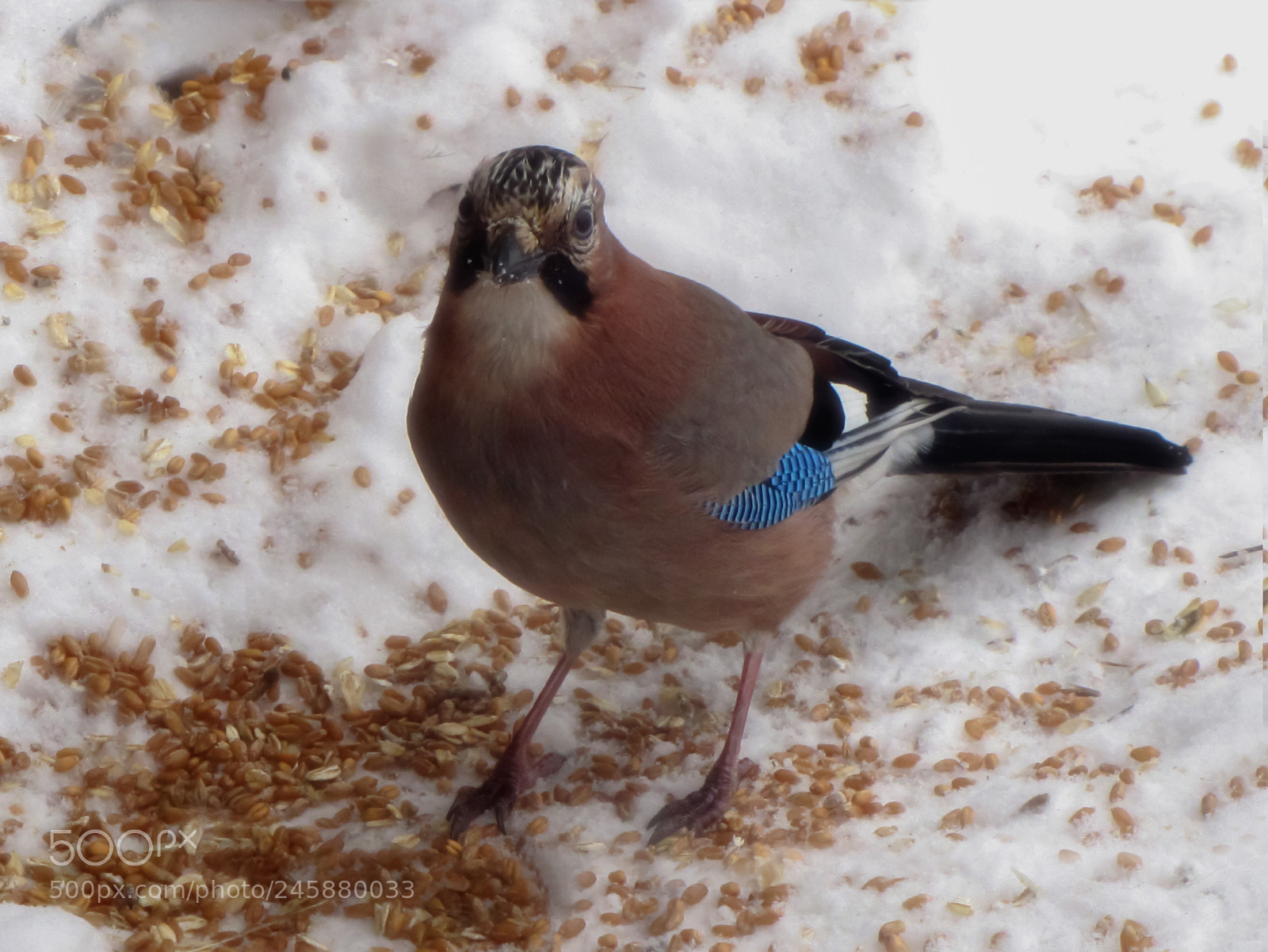 Canon PowerShot SX20 IS sample photo. Jay breakfast photography