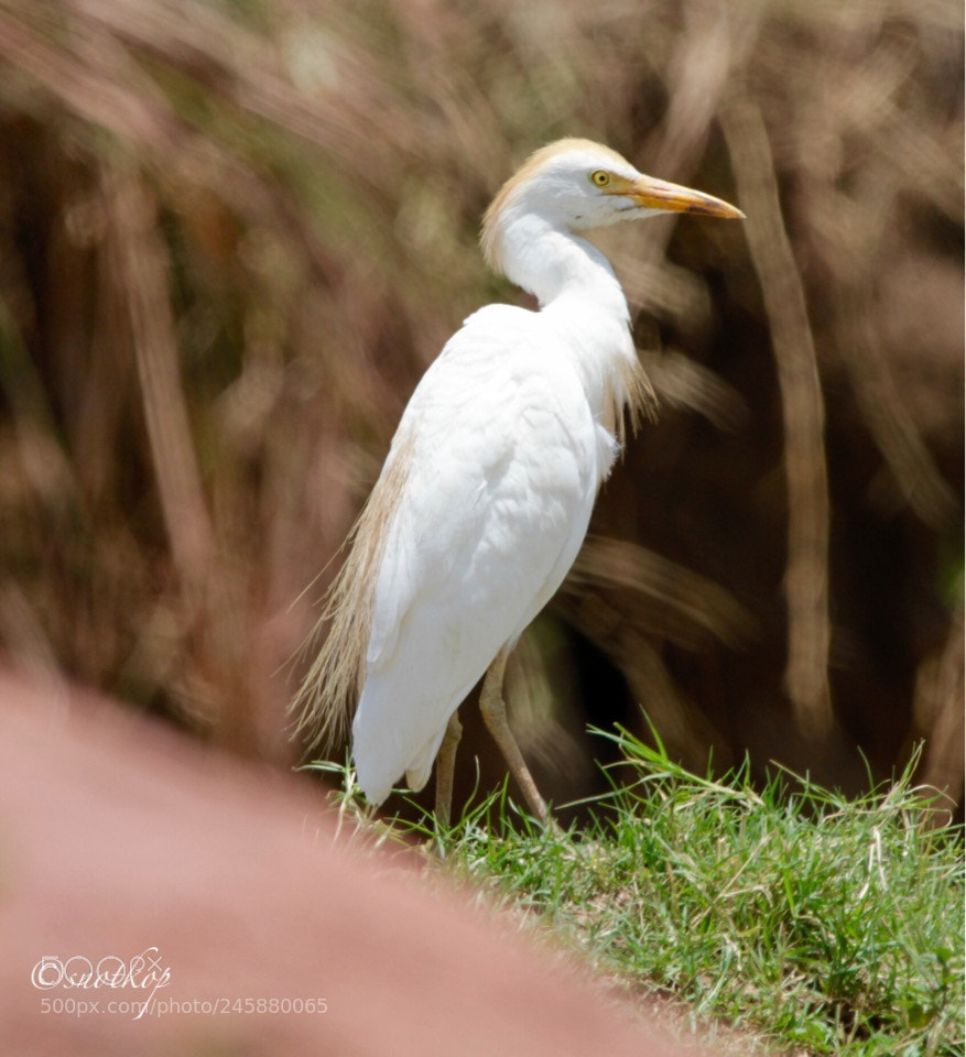 Canon EOS 7D sample photo. Cattle egret at the photography