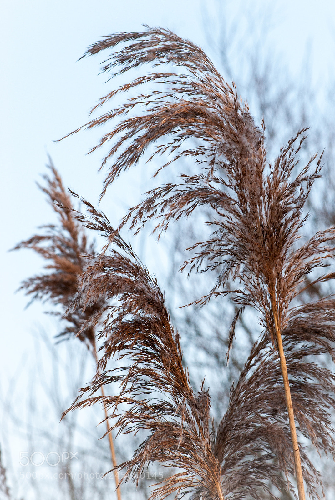 Nikon D200 sample photo. *** photography