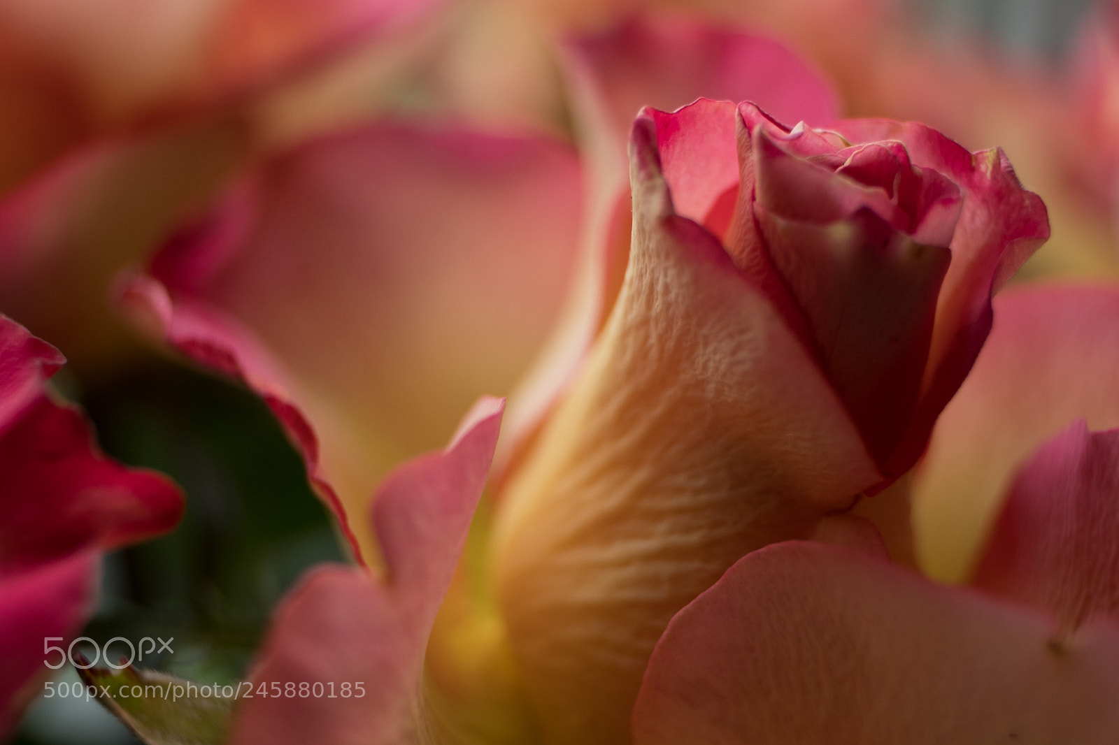 Fujifilm X-T2 sample photo. Rose in closeup photography