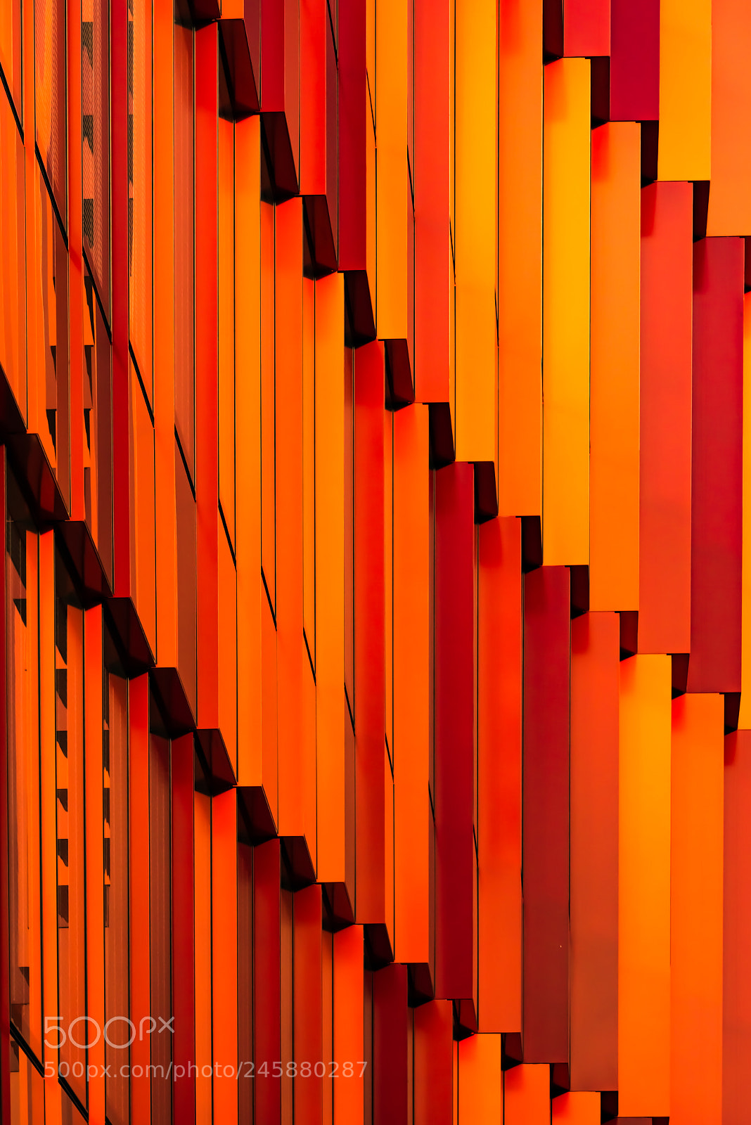 Nikon D810 sample photo. Orange blast! photography