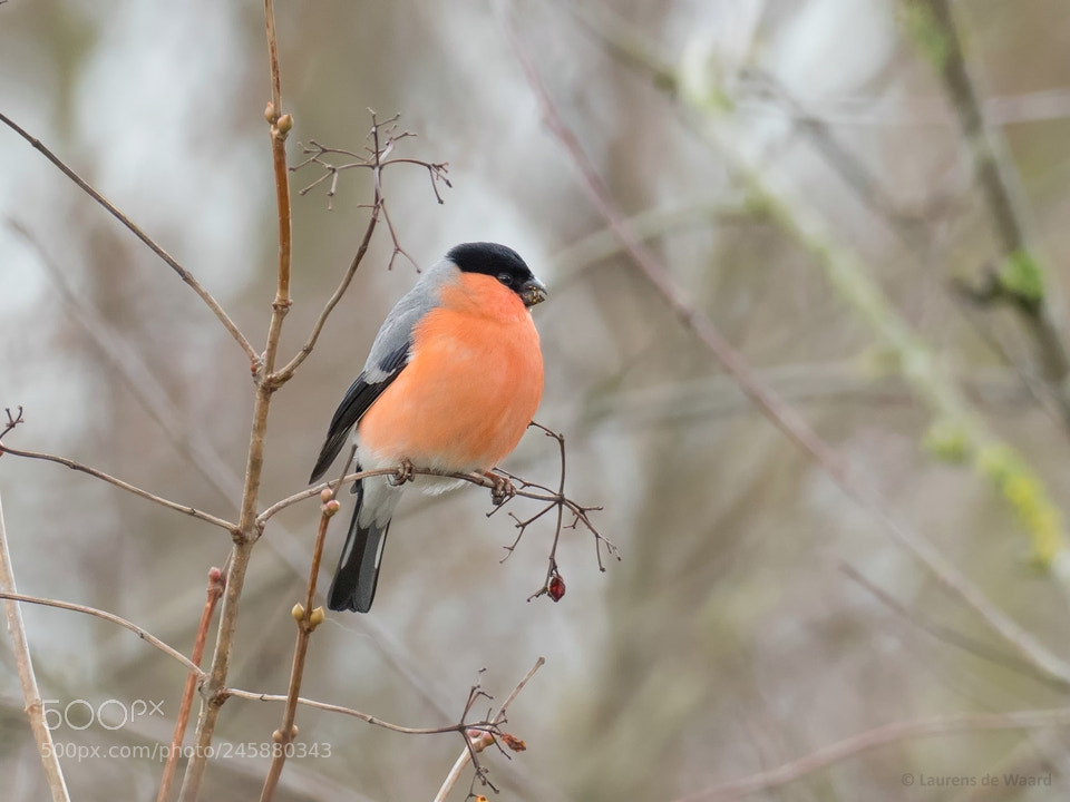 Olympus OM-D E-M1 Mark II sample photo. Bullfinch photography