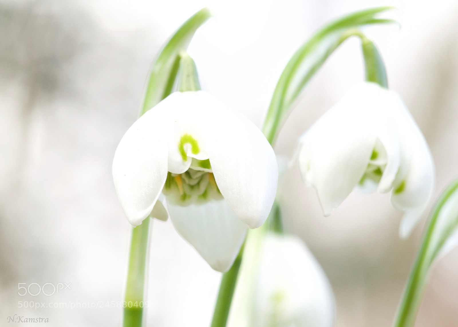 Olympus OM-D E-M10 II sample photo. Snowdrop photography