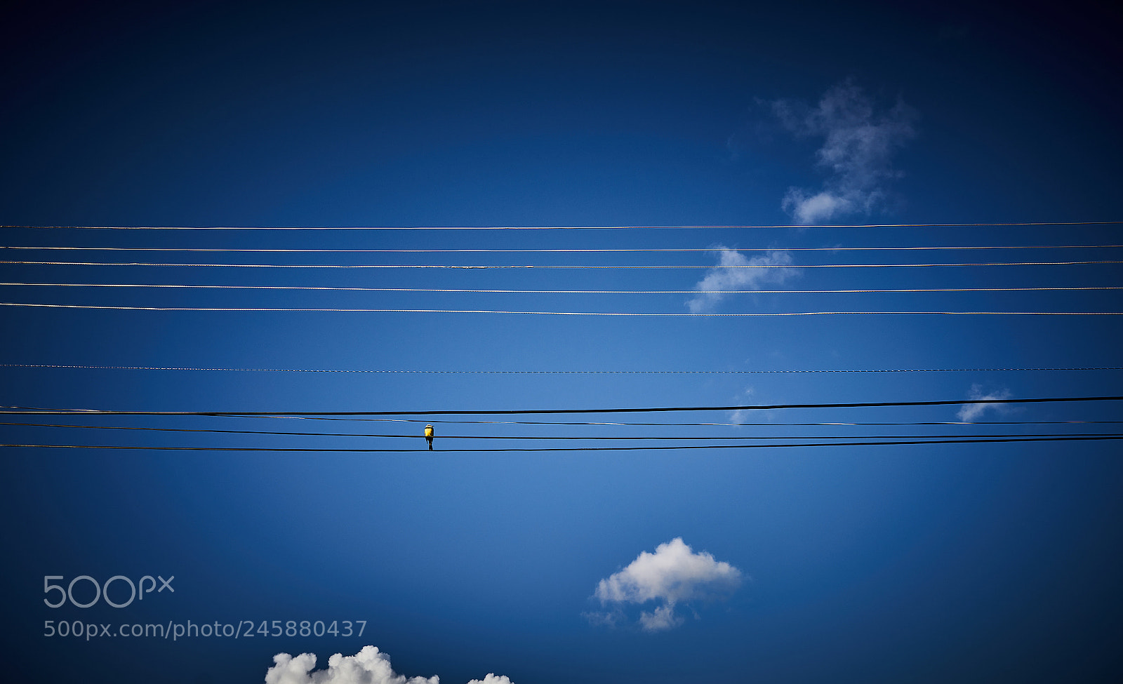 Sony a7R II sample photo. Bird on a wire photography