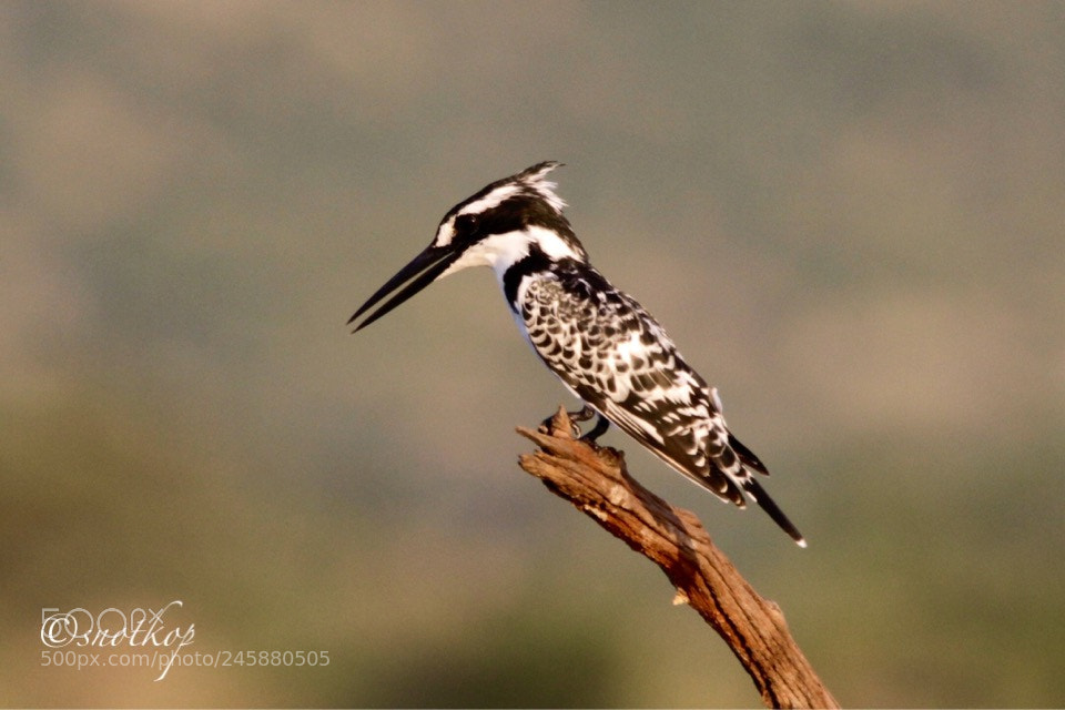 Canon EOS 7D sample photo. Pied kingsher - watching photography