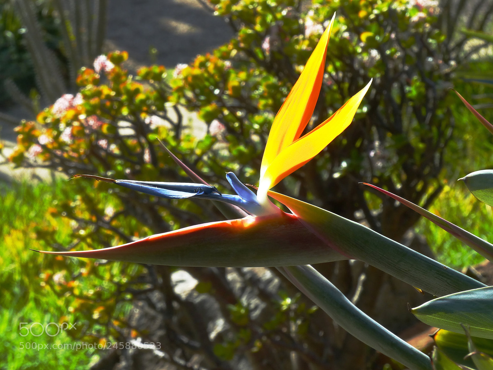 Panasonic Lumix DMC-FZ200 sample photo. Strelitzia reginae photography