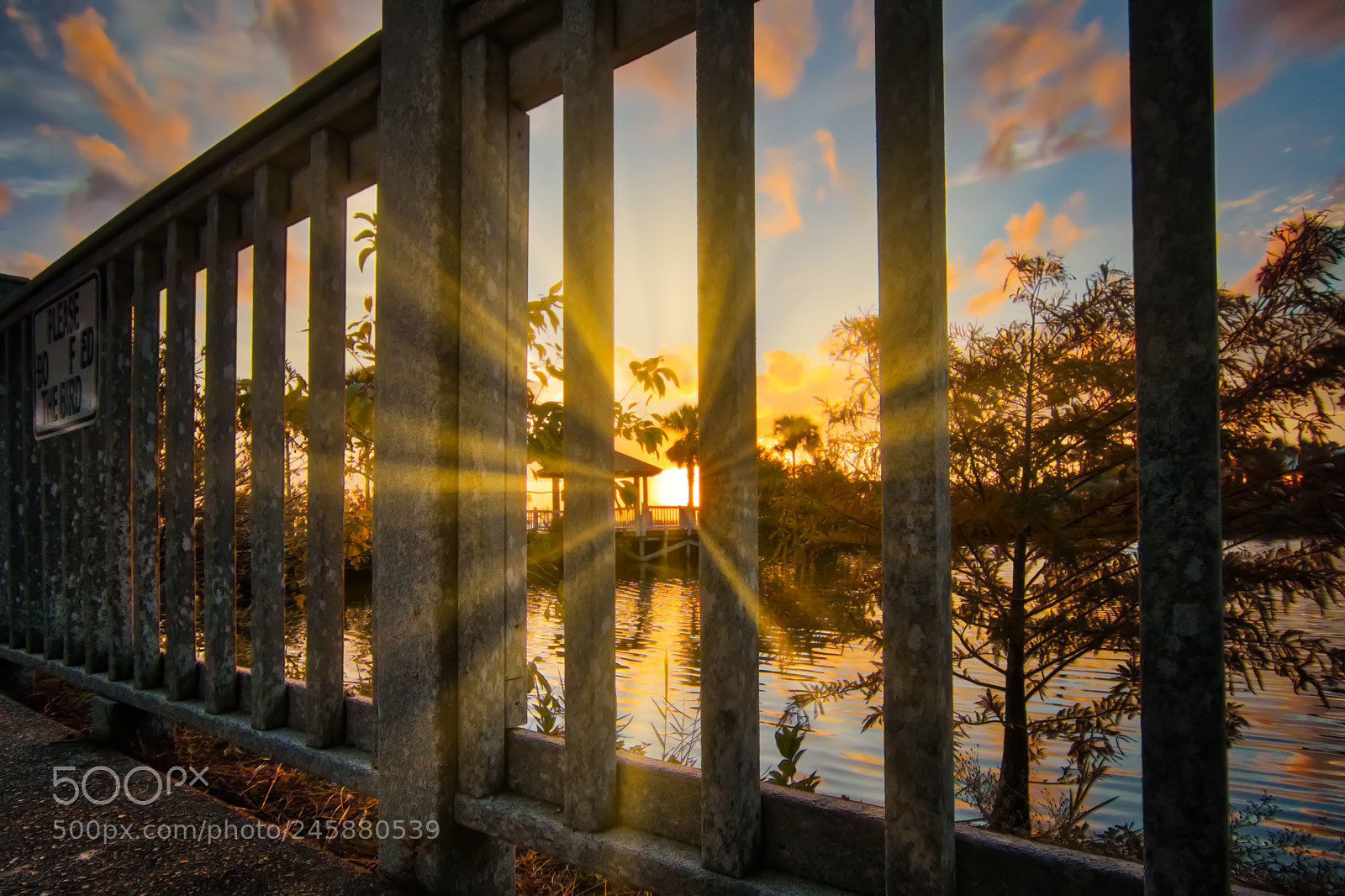 Sony a9 sample photo. Golden sunset through the photography