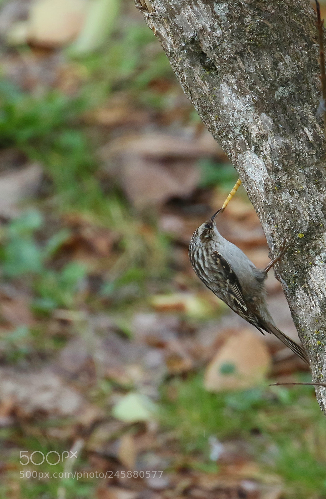 Canon EOS 7D Mark II sample photo. Treecreeper photography