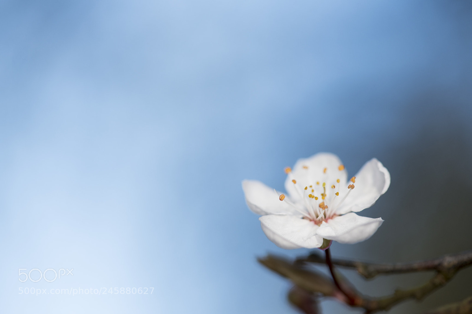 Nikon D850 sample photo. Single cherry blossom photography
