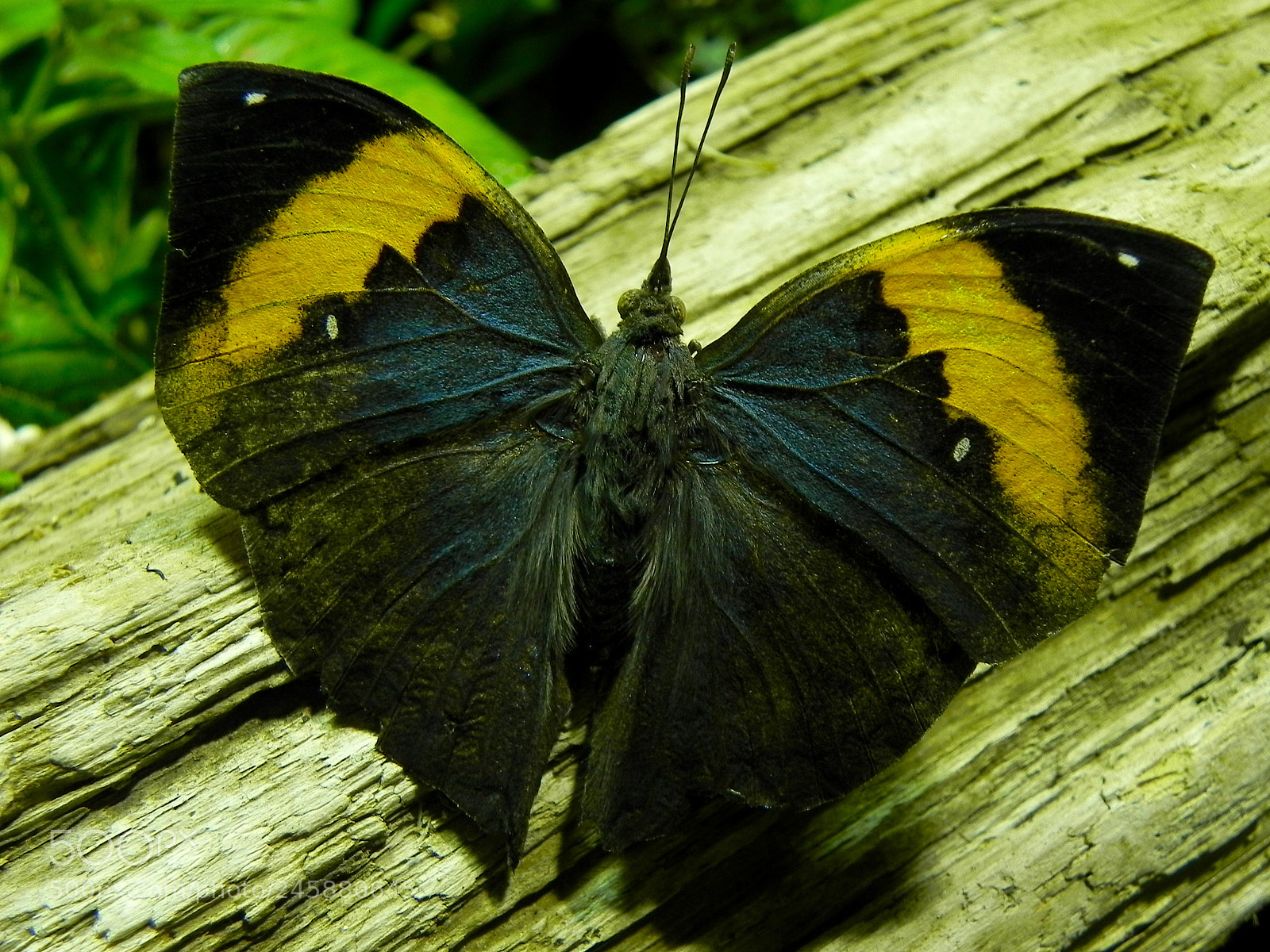 Nikon Coolpix P100 sample photo. Colorful butterfly photography