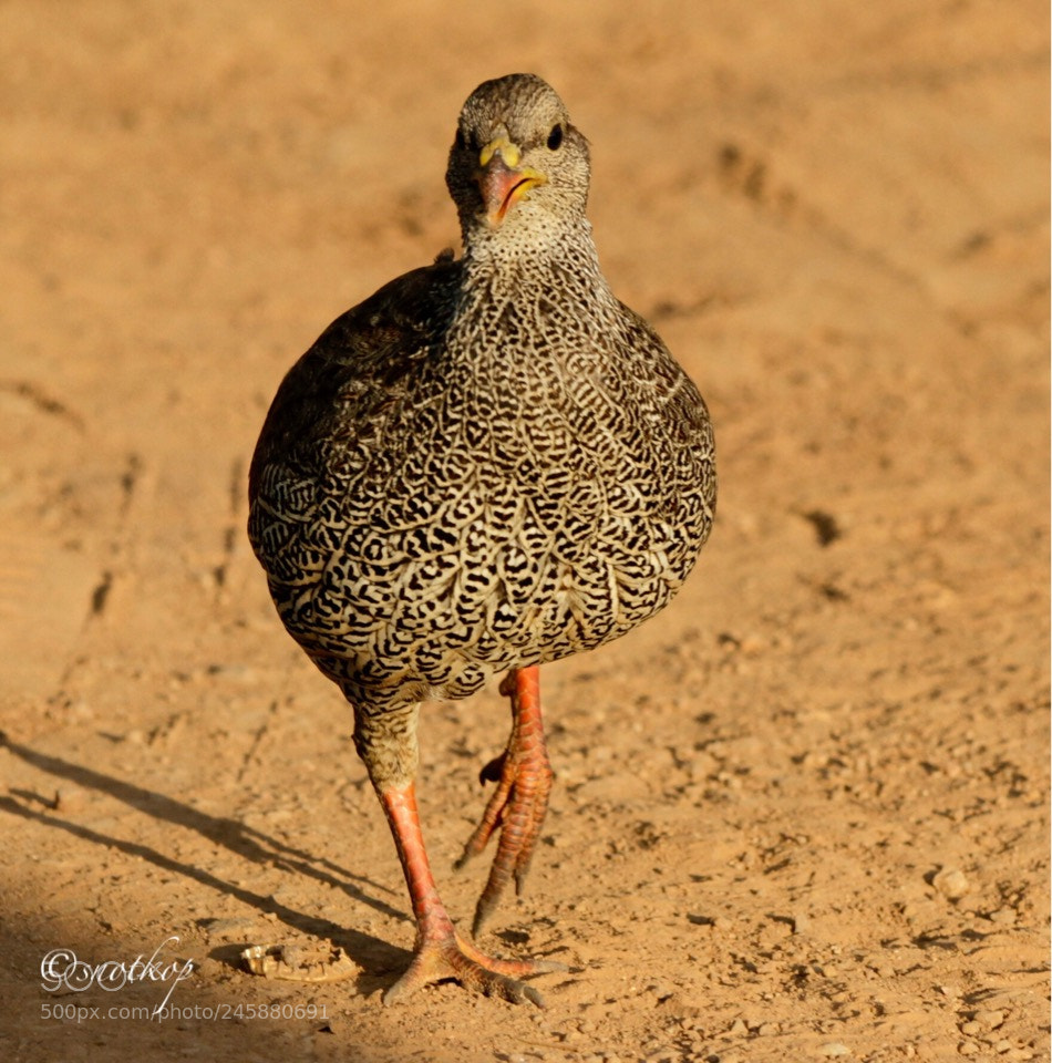 Canon EOS 7D sample photo. Too friendly crested francoln photography