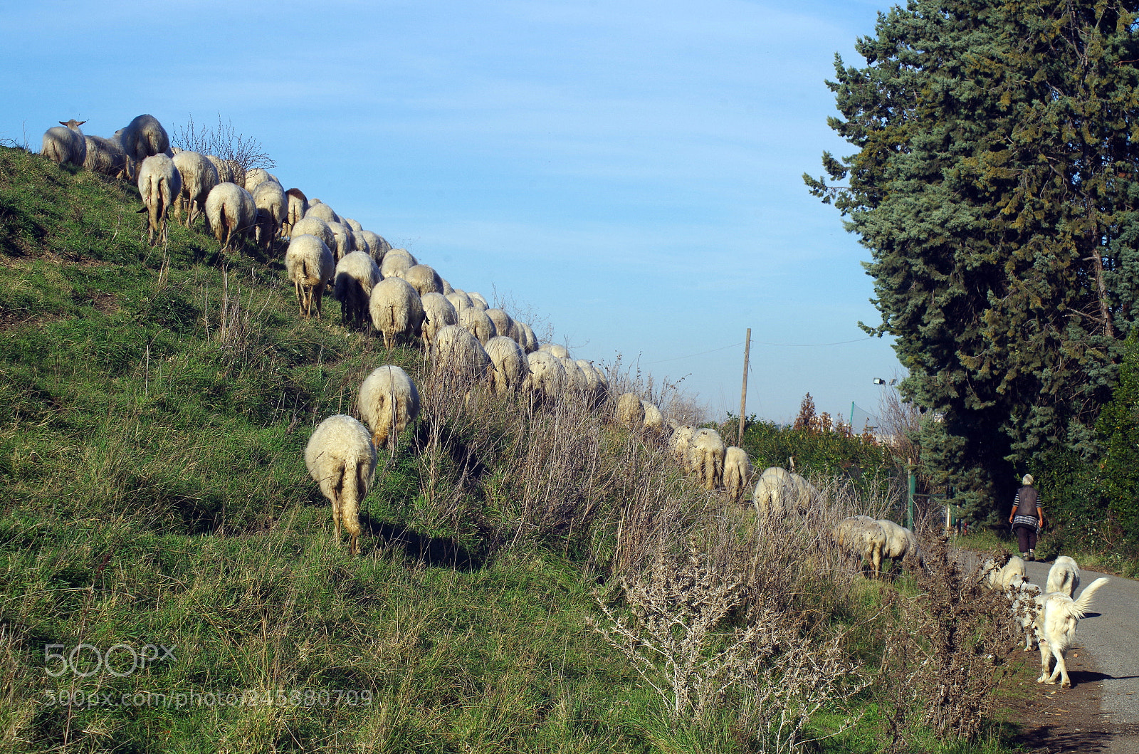Pentax K-500 sample photo. Flock of sheep photography