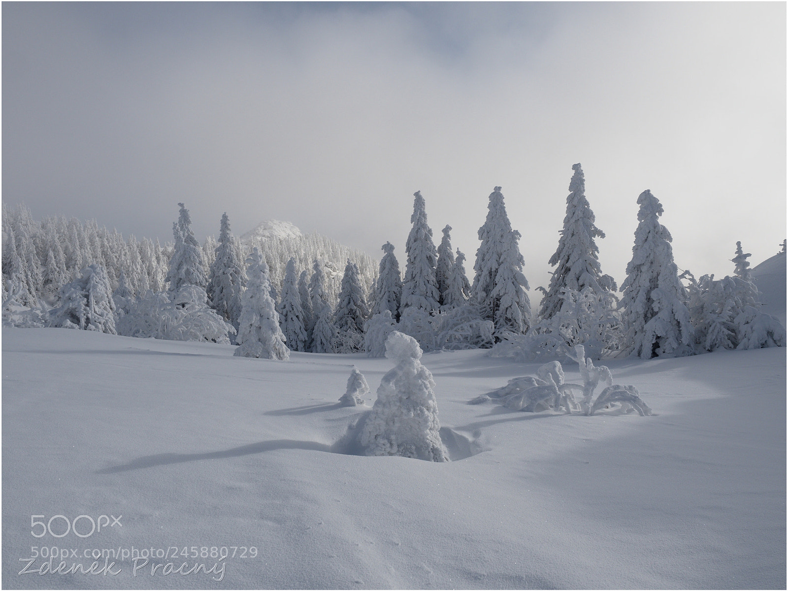 Olympus OM-D E-M5 II sample photo. Grosser arber photography
